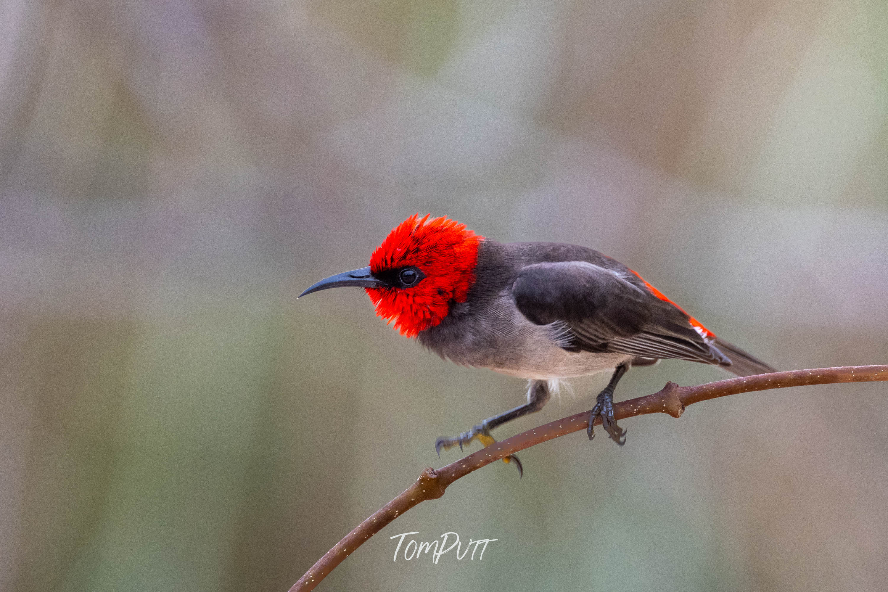 Ready to Stike. Red-Headed Honeyeater