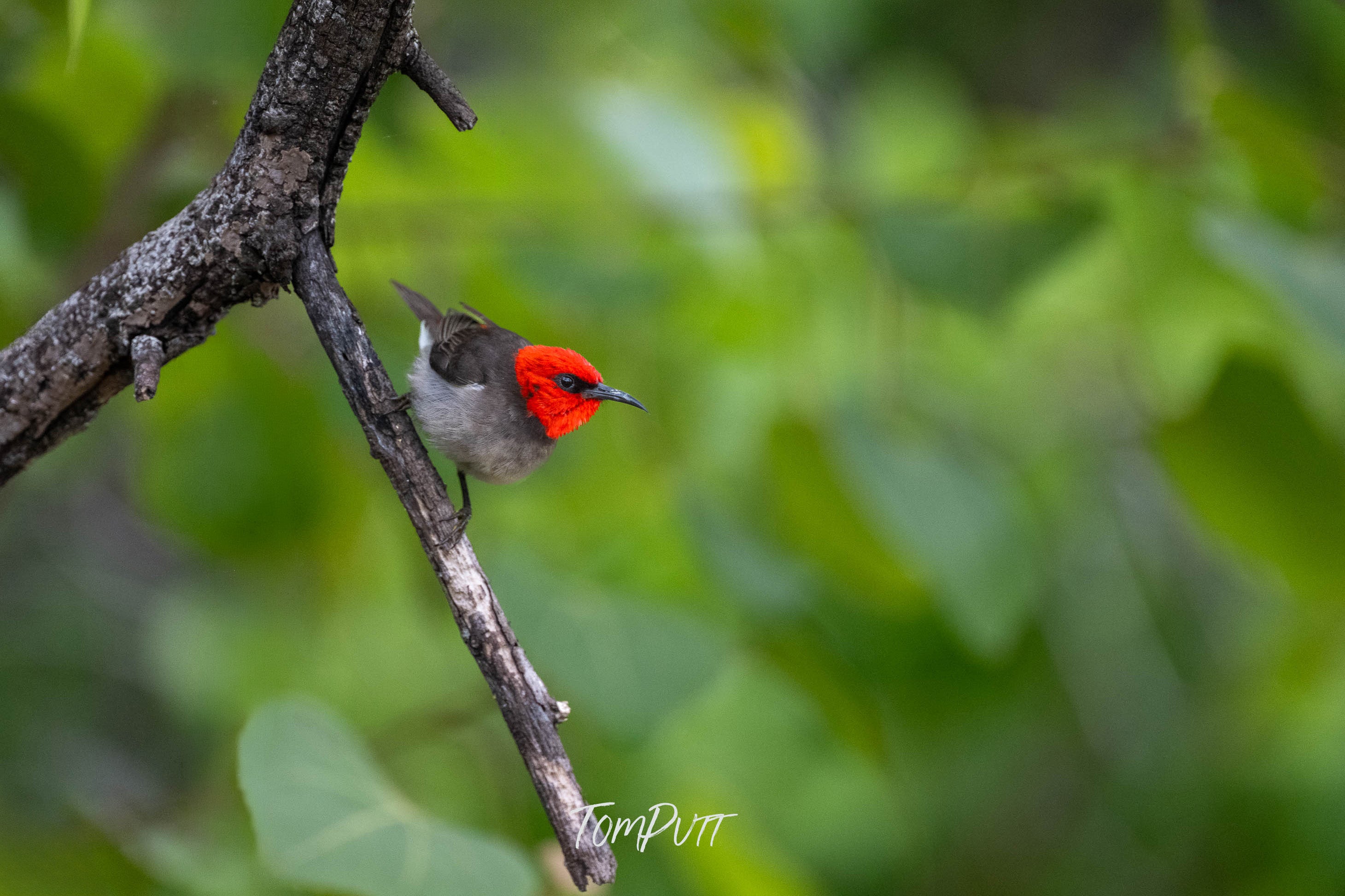 Fiery Gaze. Red-Headed Honeyeater