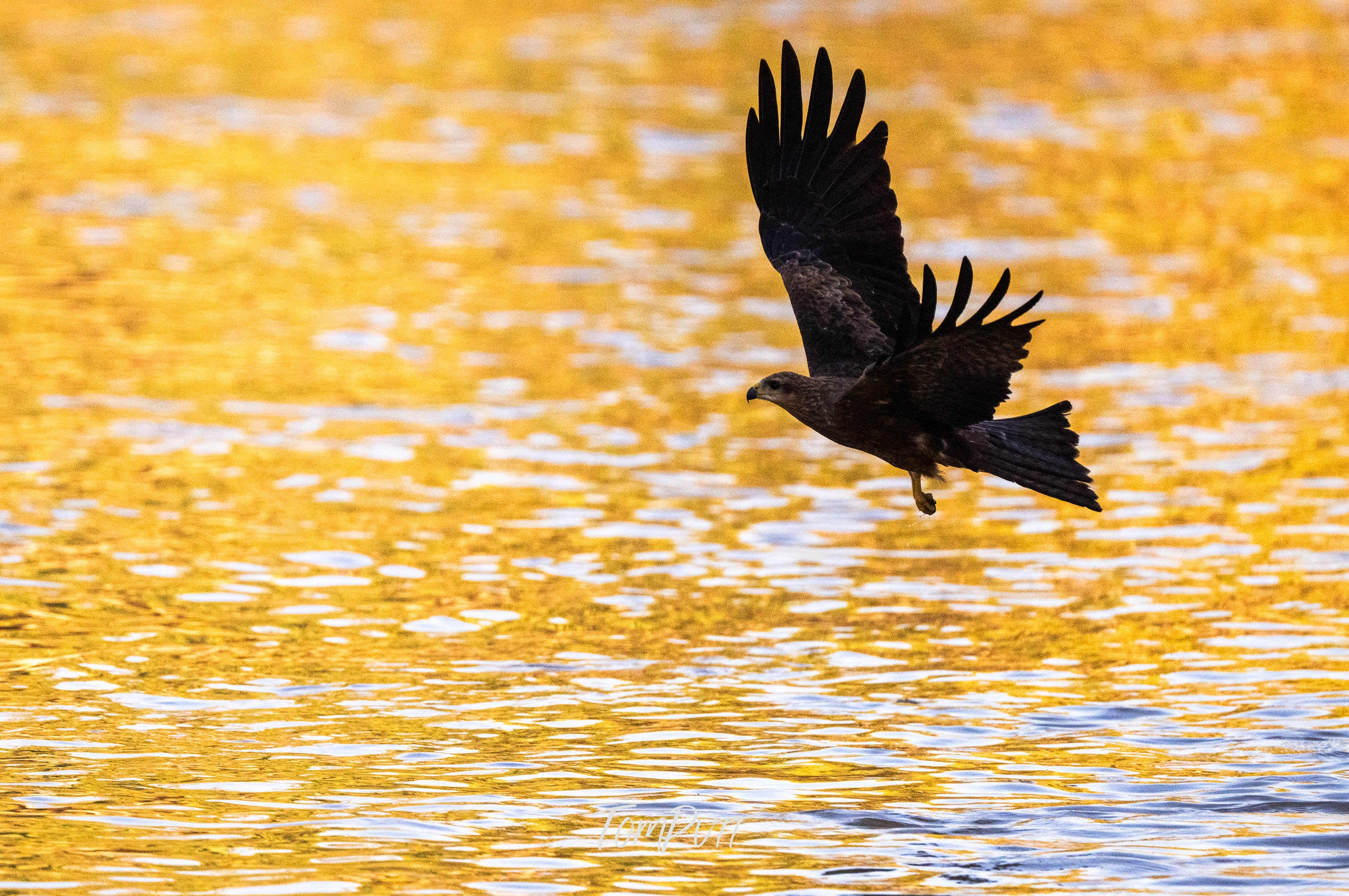 Golden Flight. Black Kite