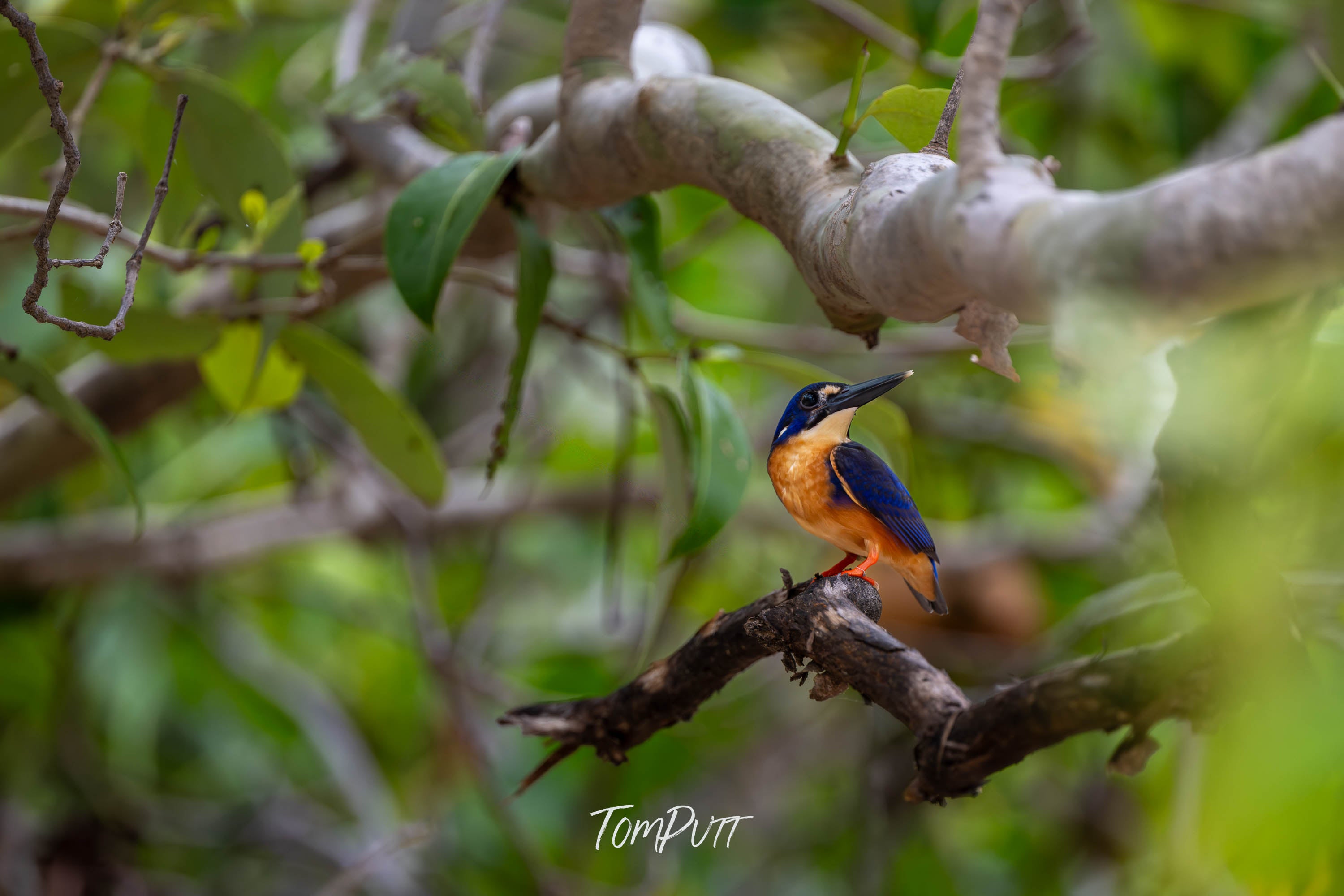 On Alert, Azure Kingfisher