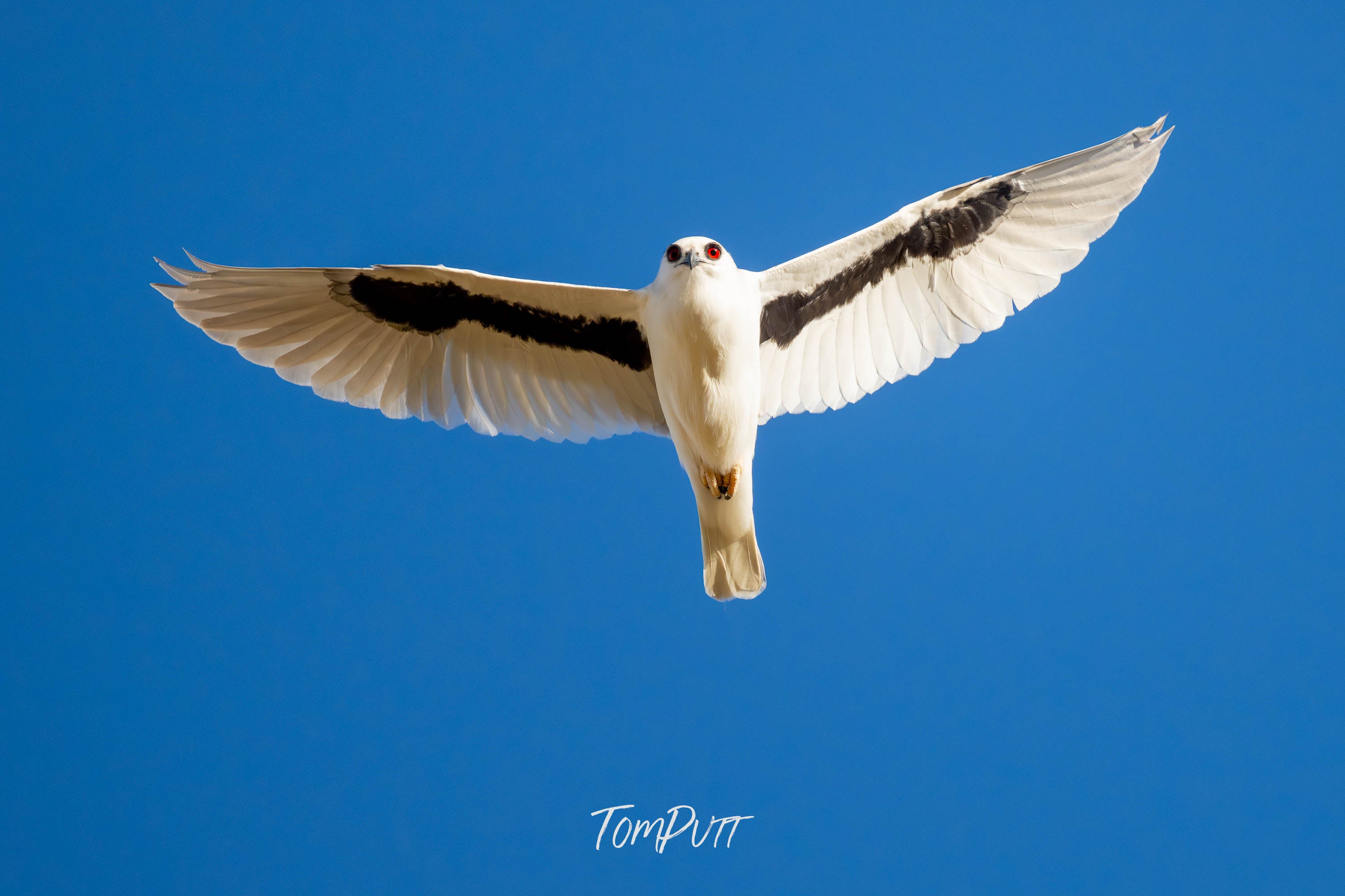 Magestic Flight. Letter-Winged Kite
