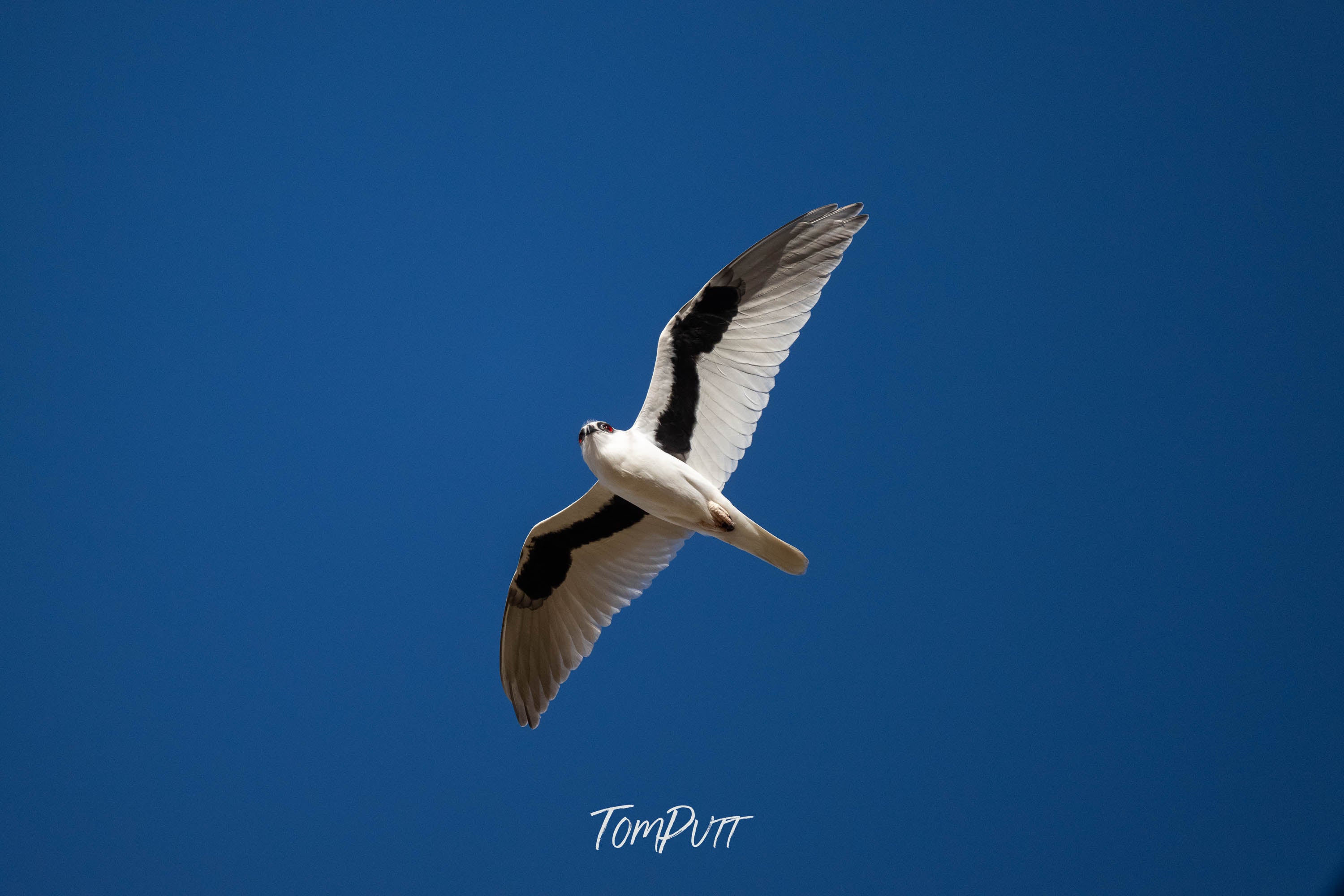 Patience of the Letter-Winged Kite