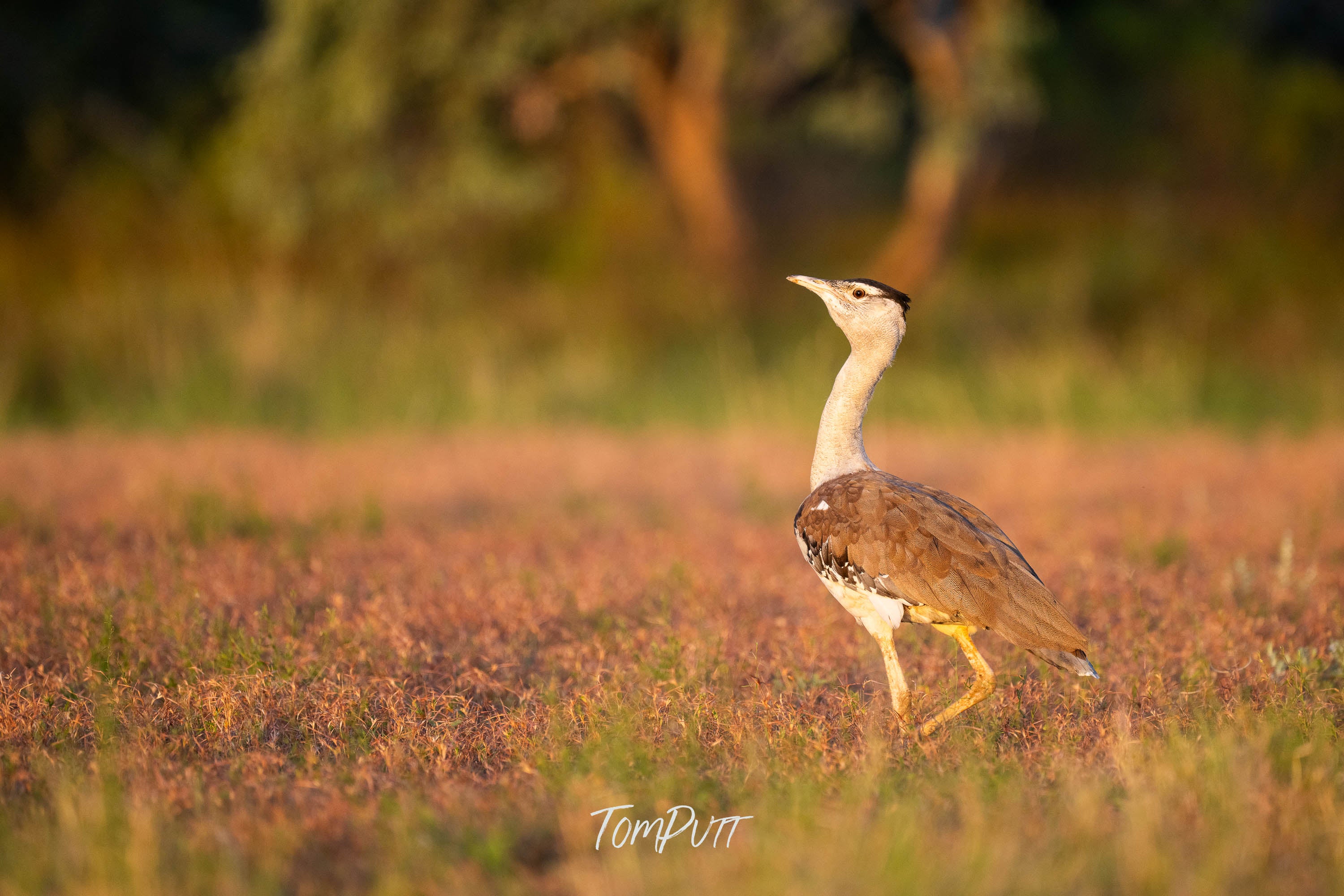 The Stride of the Australian Bustard