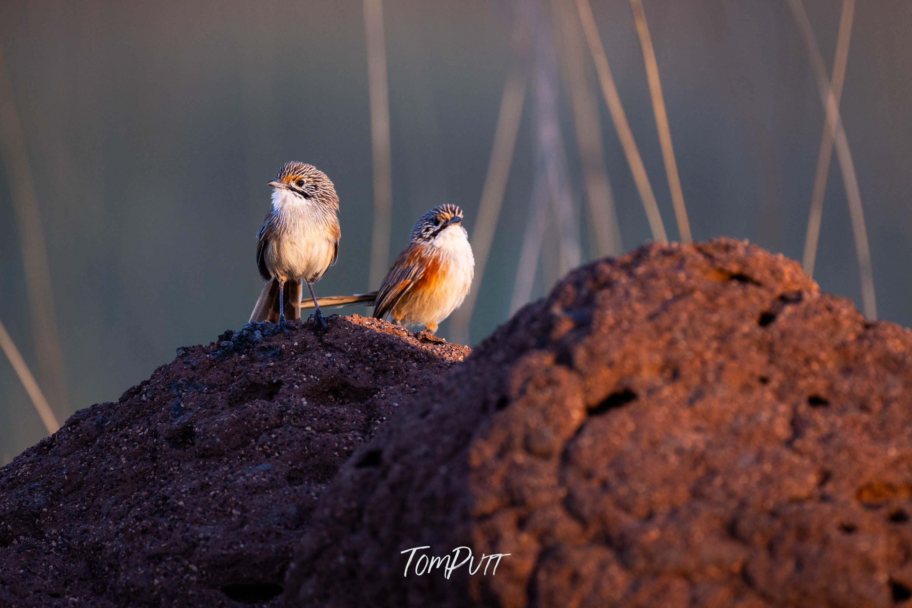 Opalton Grasswren Pair