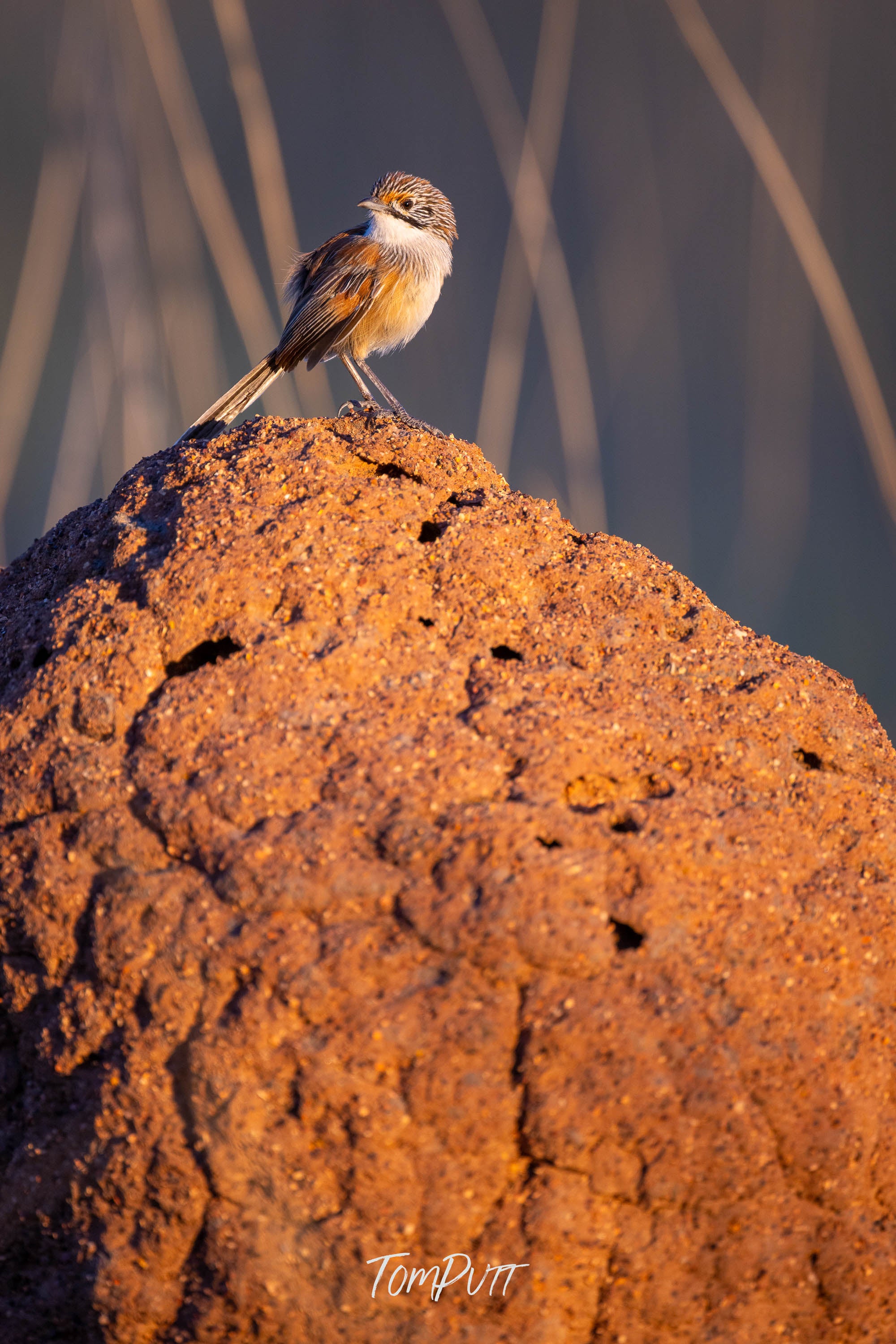Higher Ground. Opalton Grasswren