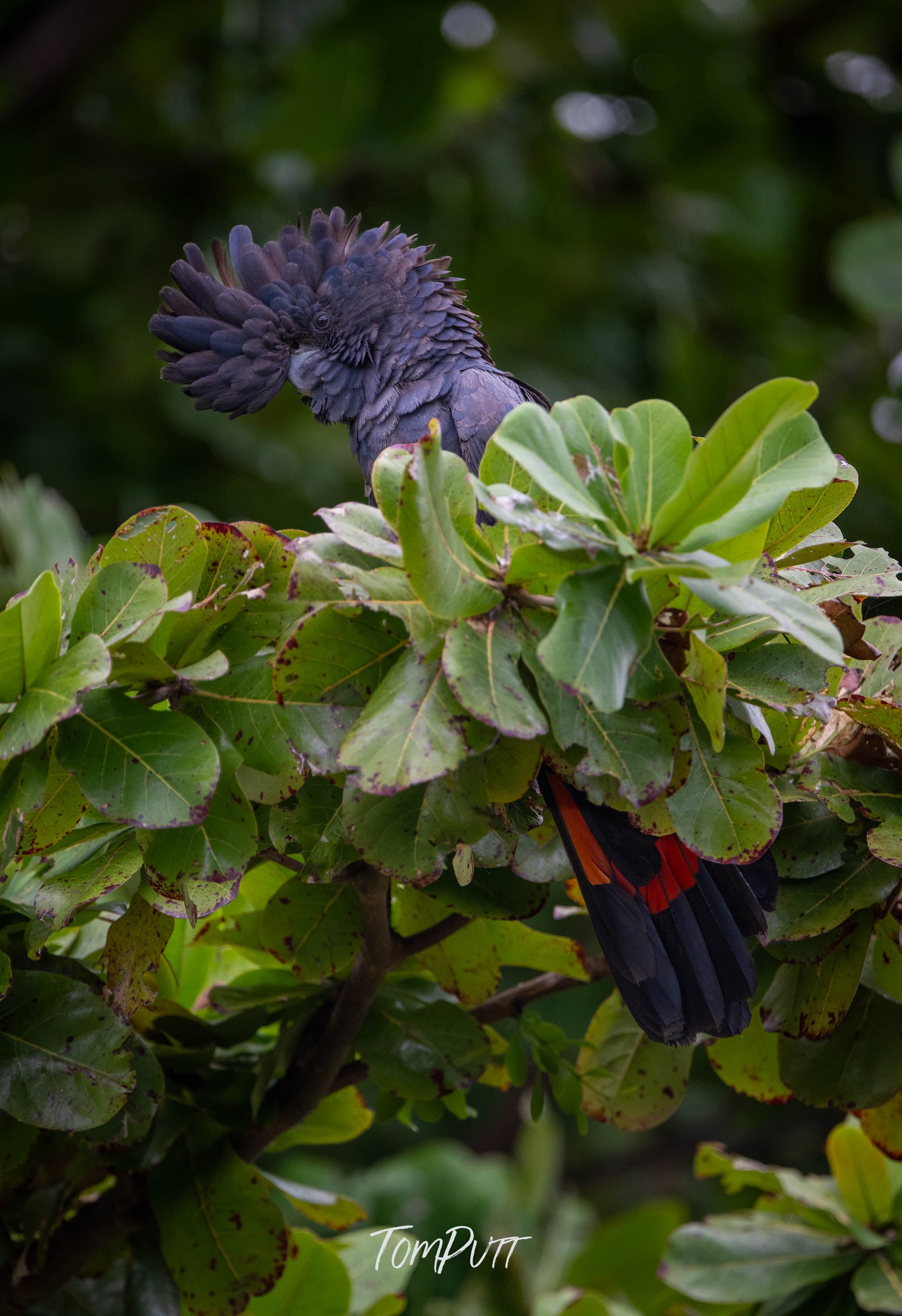 Bold Crest Red-Tailed Black Cockatoo