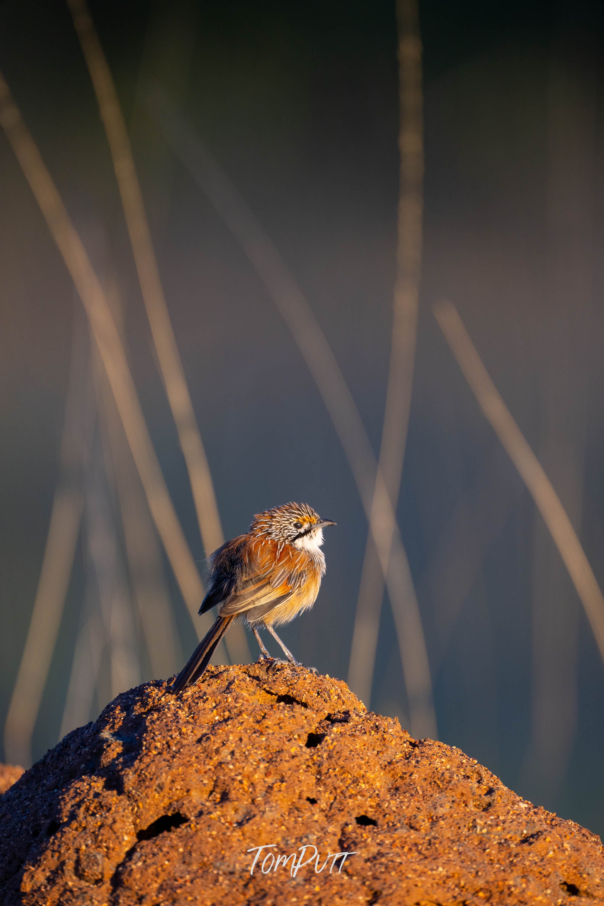 Looking Out. Opalton Grasswren
