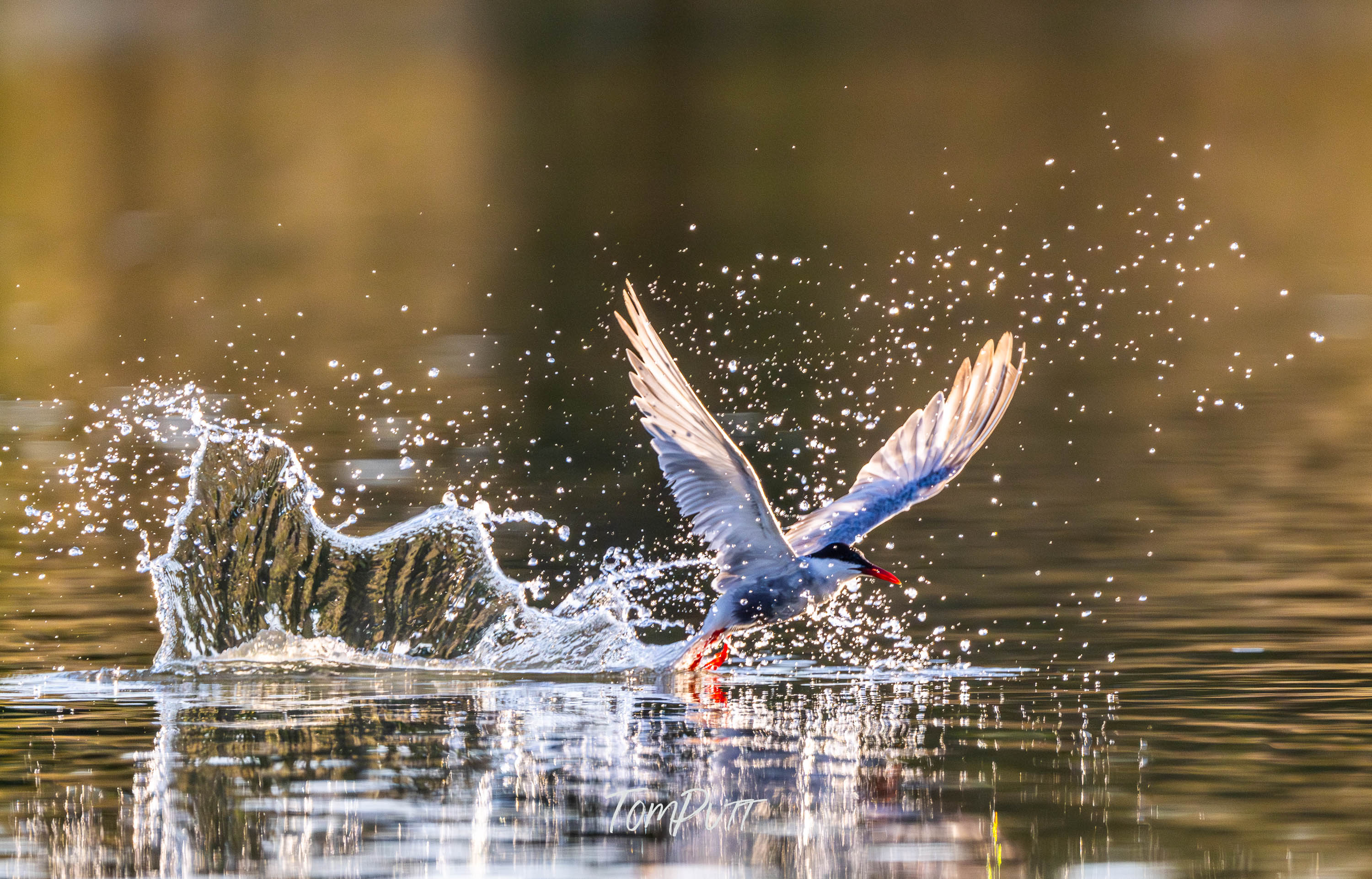 Skimming the Surface. Whiskered Tern