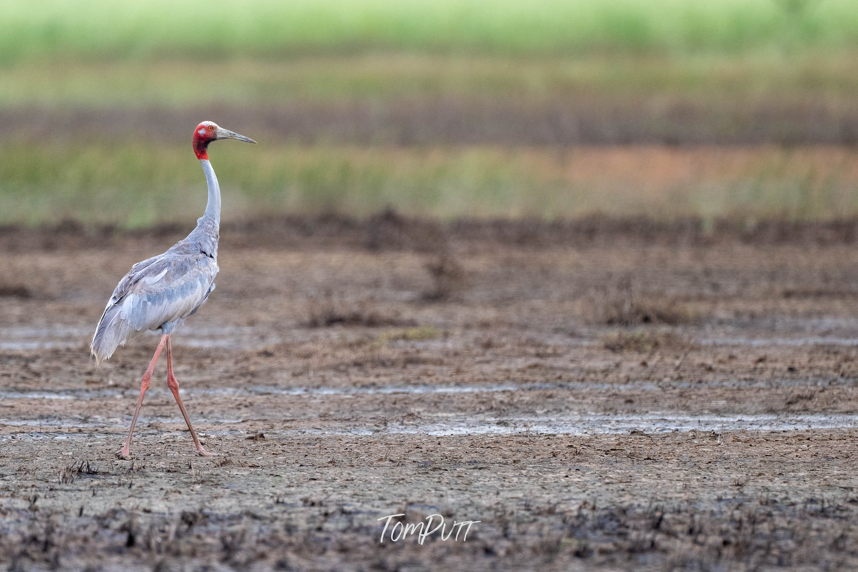 Sarus Crane Strolling