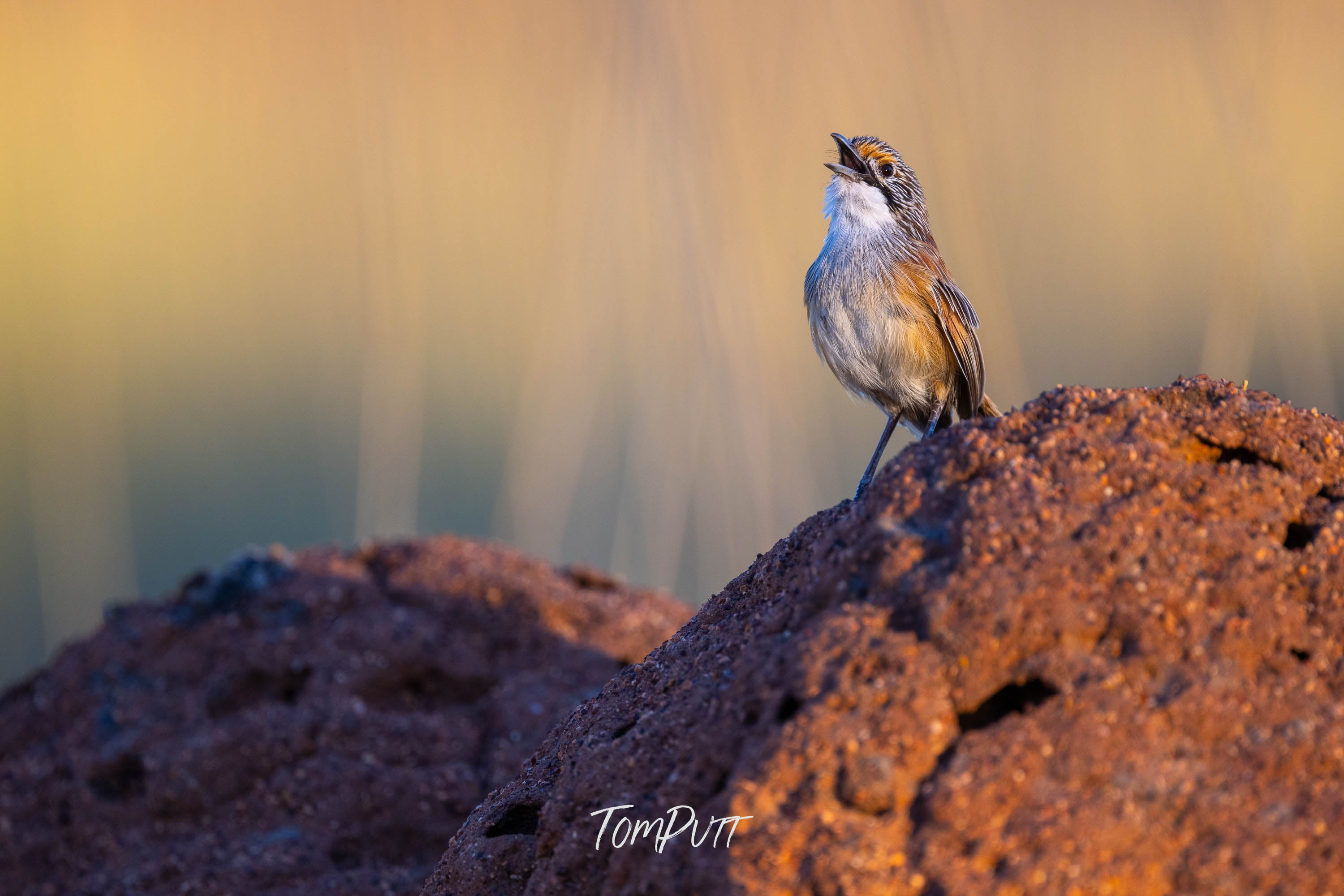 Morning Song. Opalton Grasswren