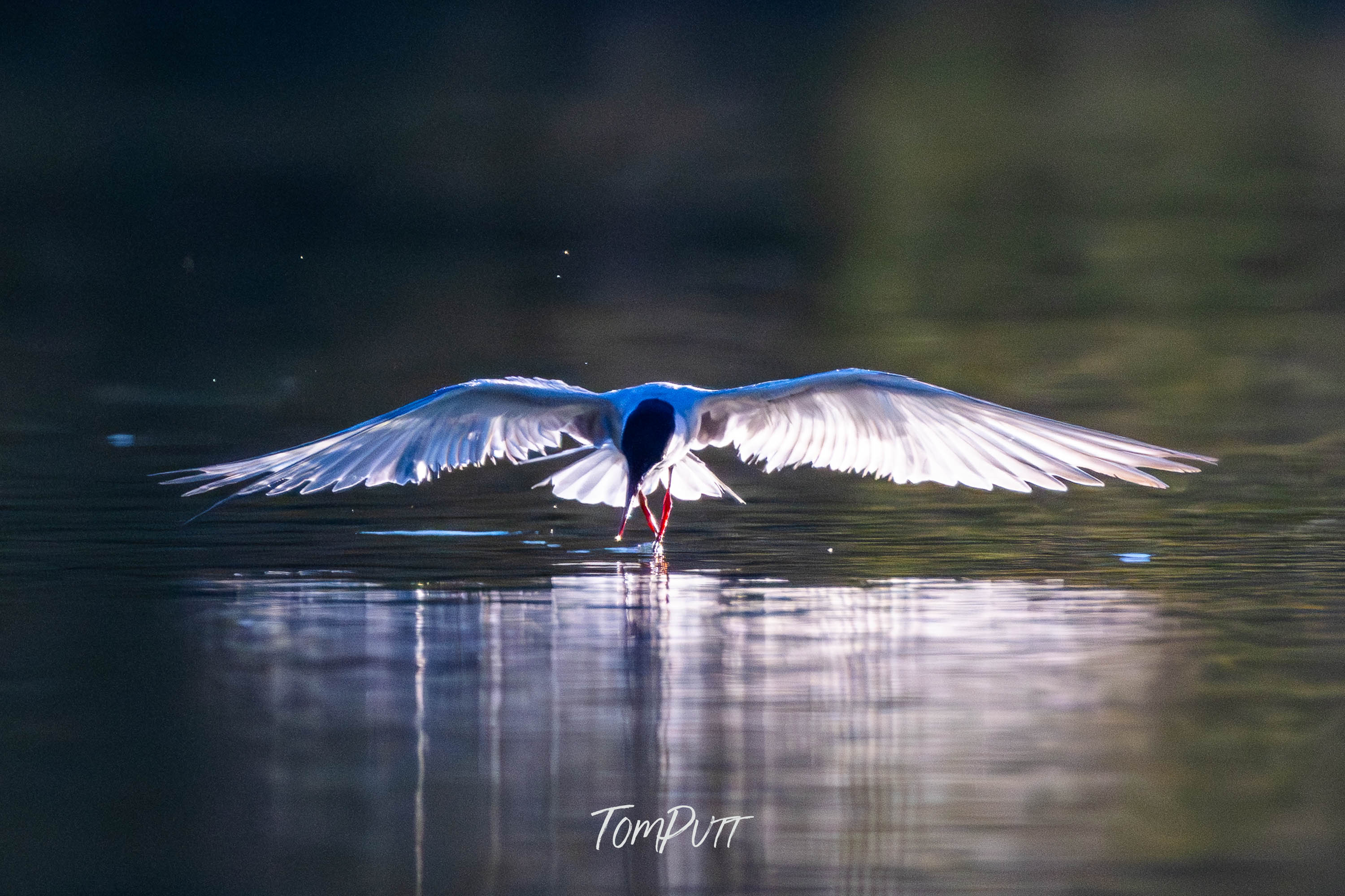 Wings on the Water. Whiskered Tern