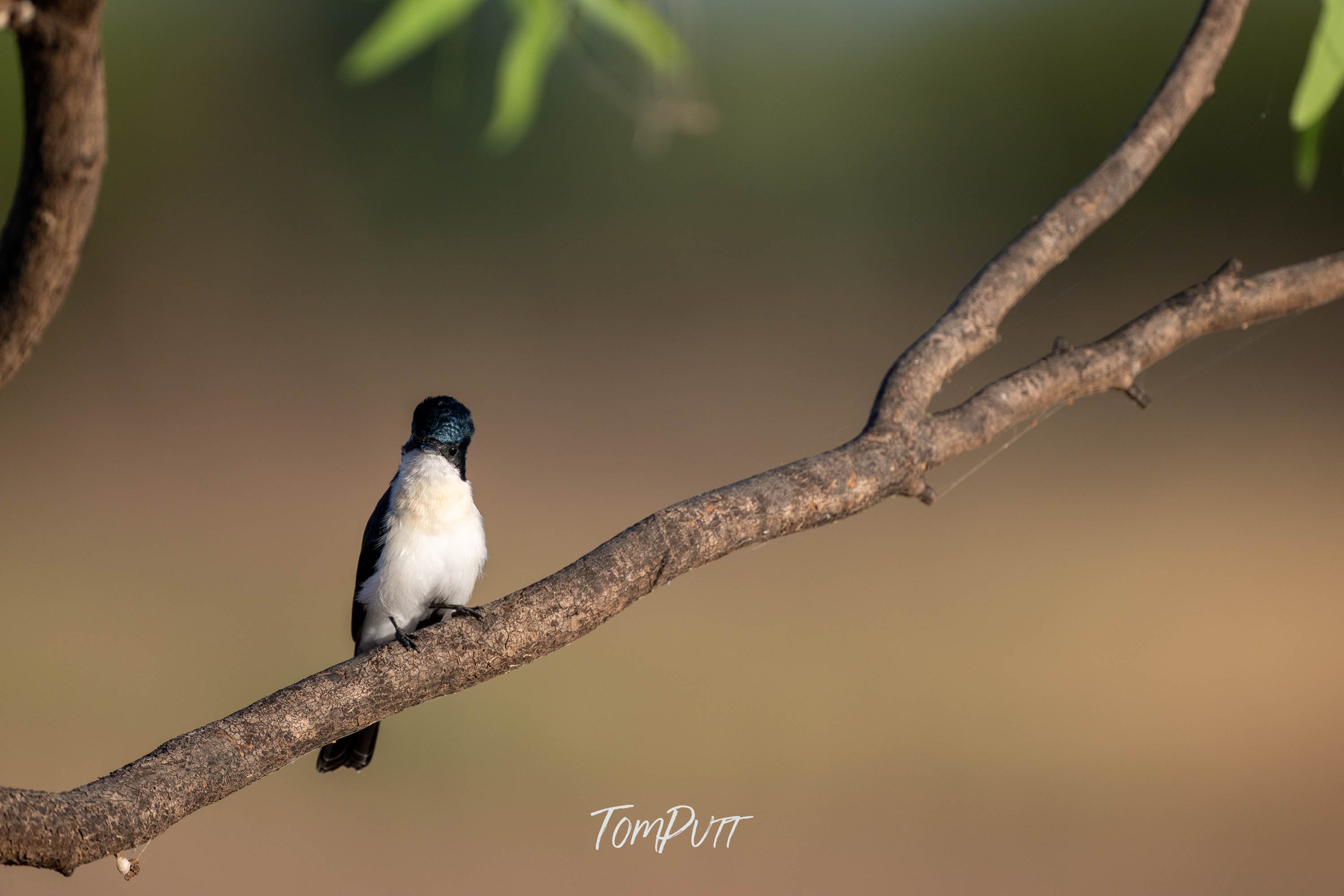 Looking Back. Paperbark Flycatcher