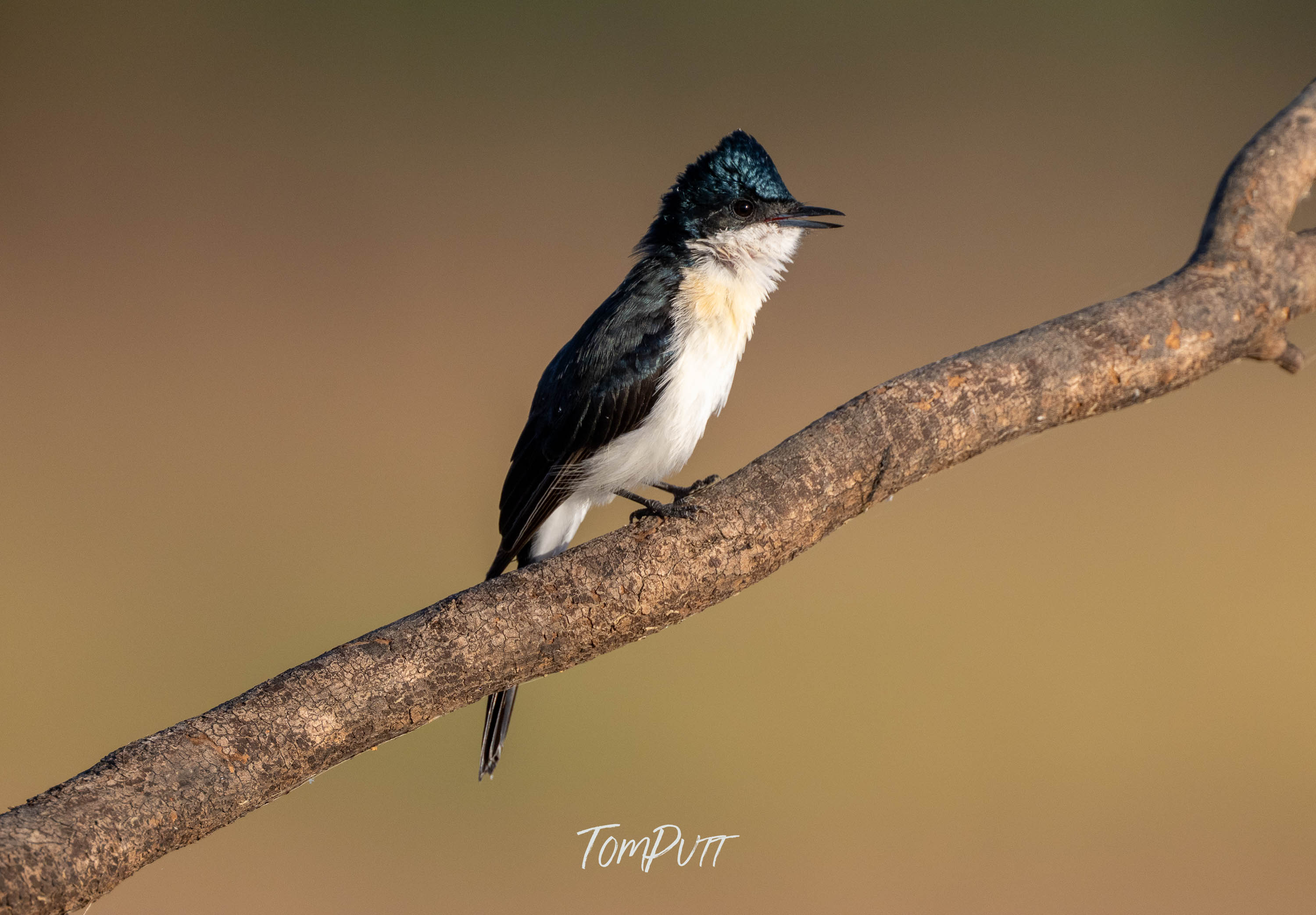 Poised. Paperbark Flycatcher
