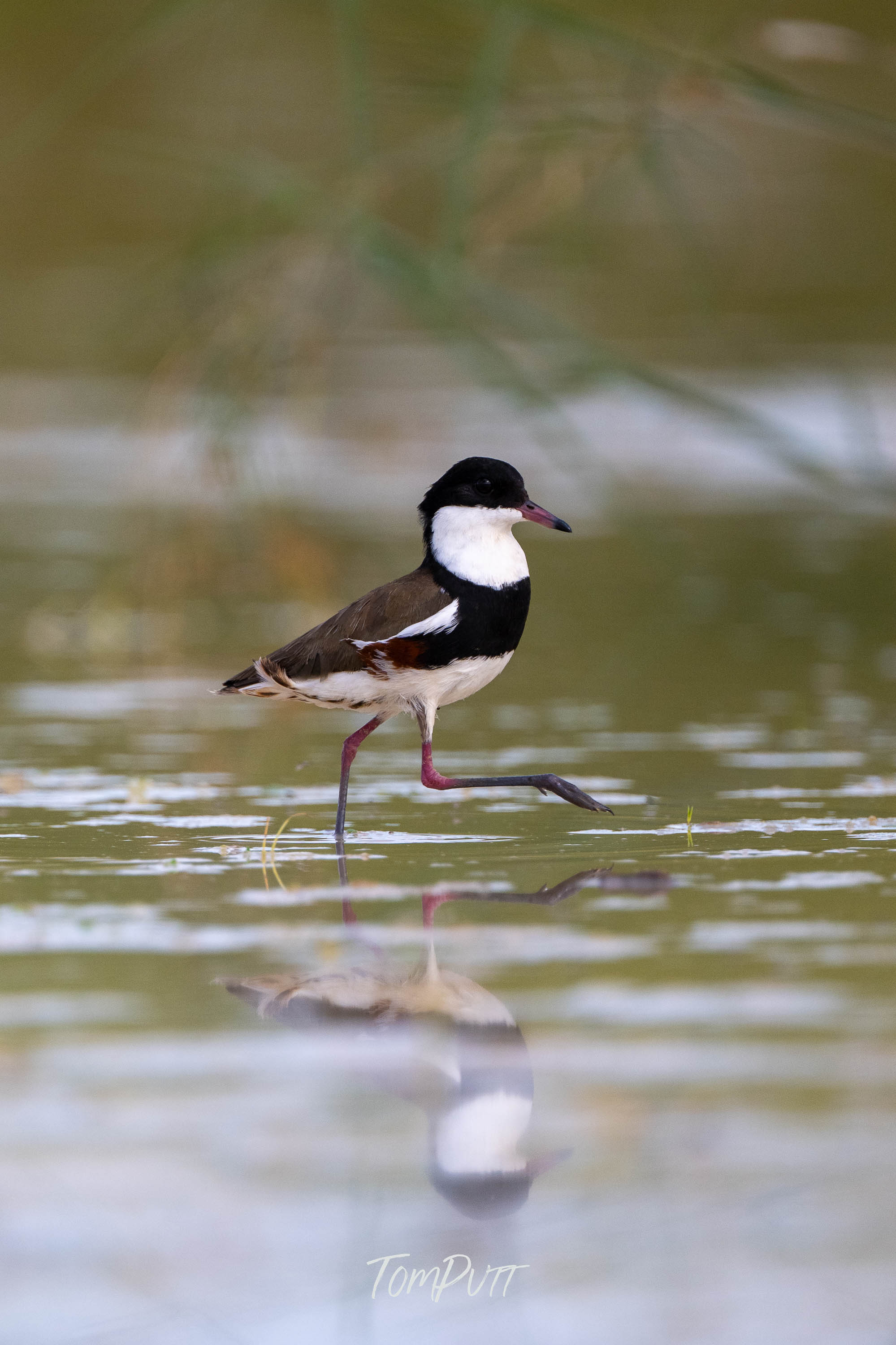 Red-Kneed Dotterel Strolling