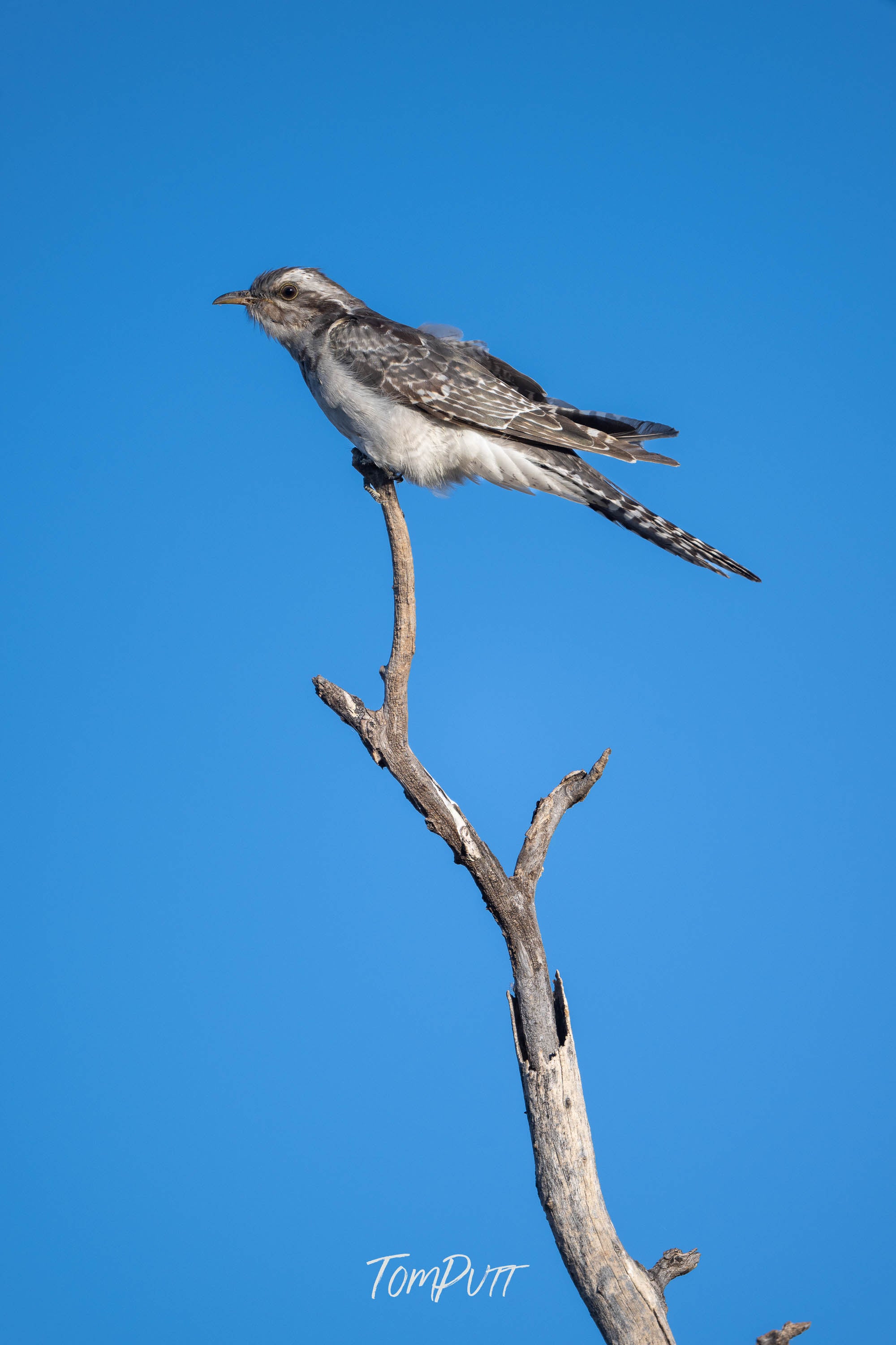 Skyward. Pallid Cuckoo