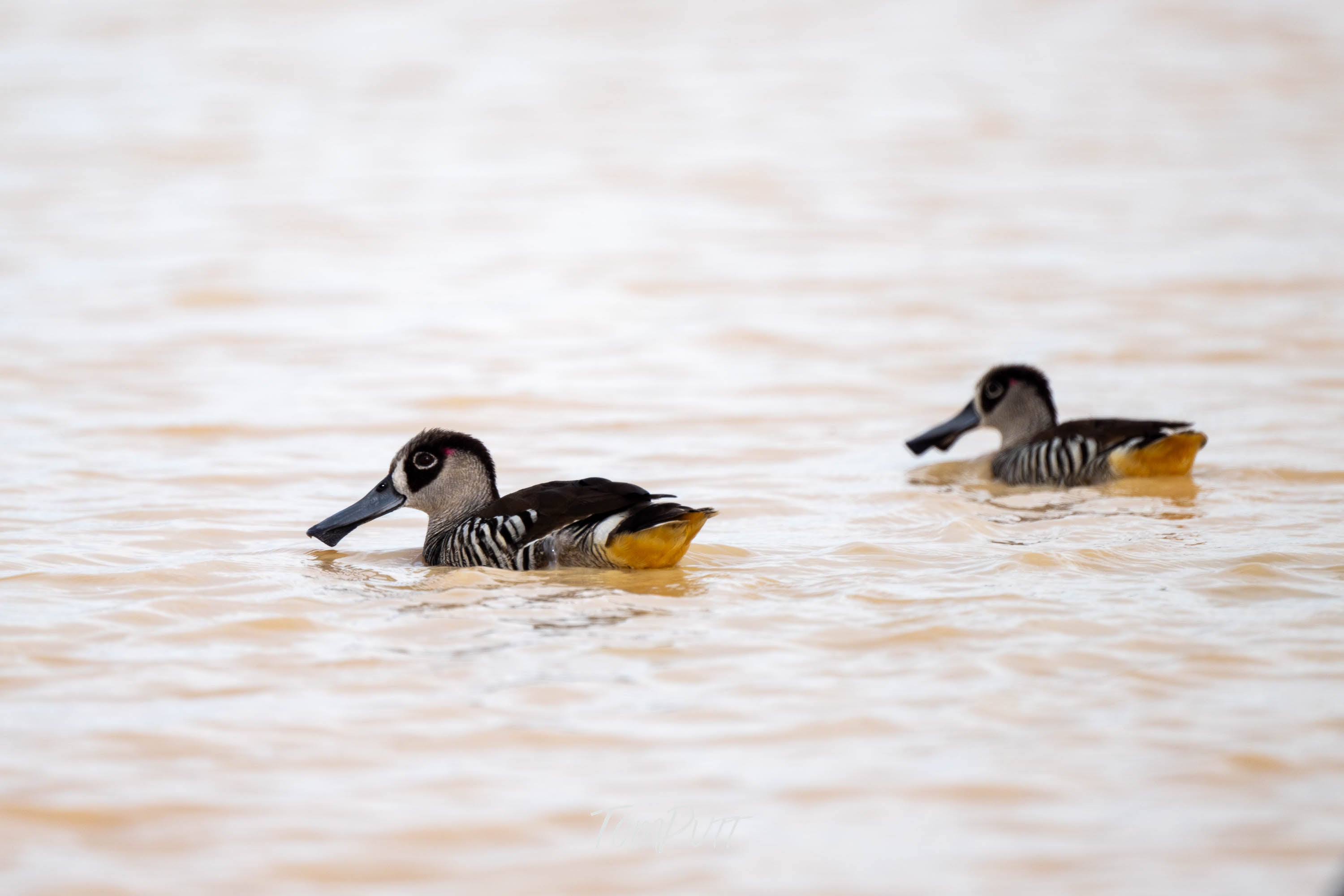 Pink-Eared Duck Duo