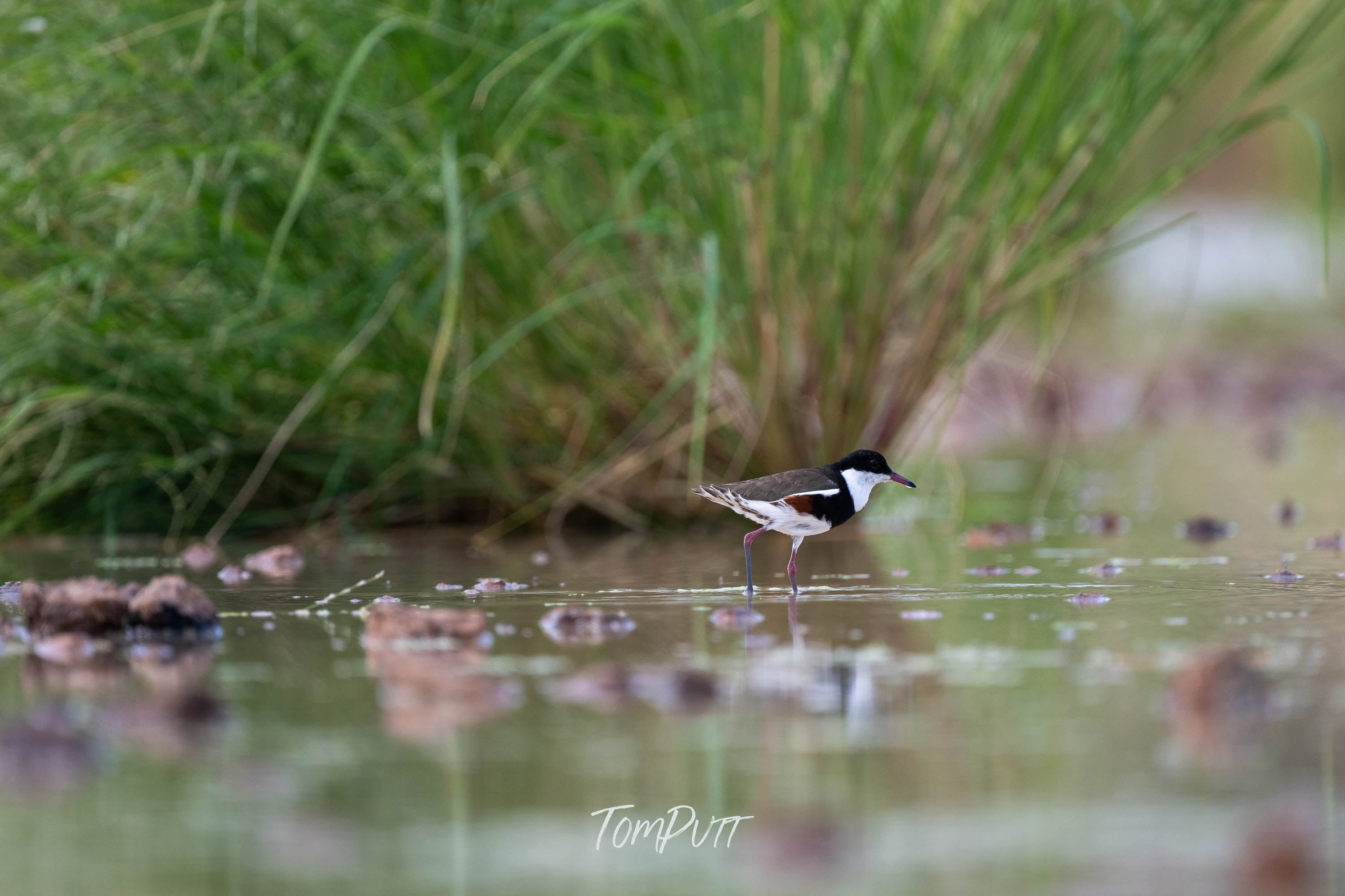 Wading. Red-Kneed Dotterel