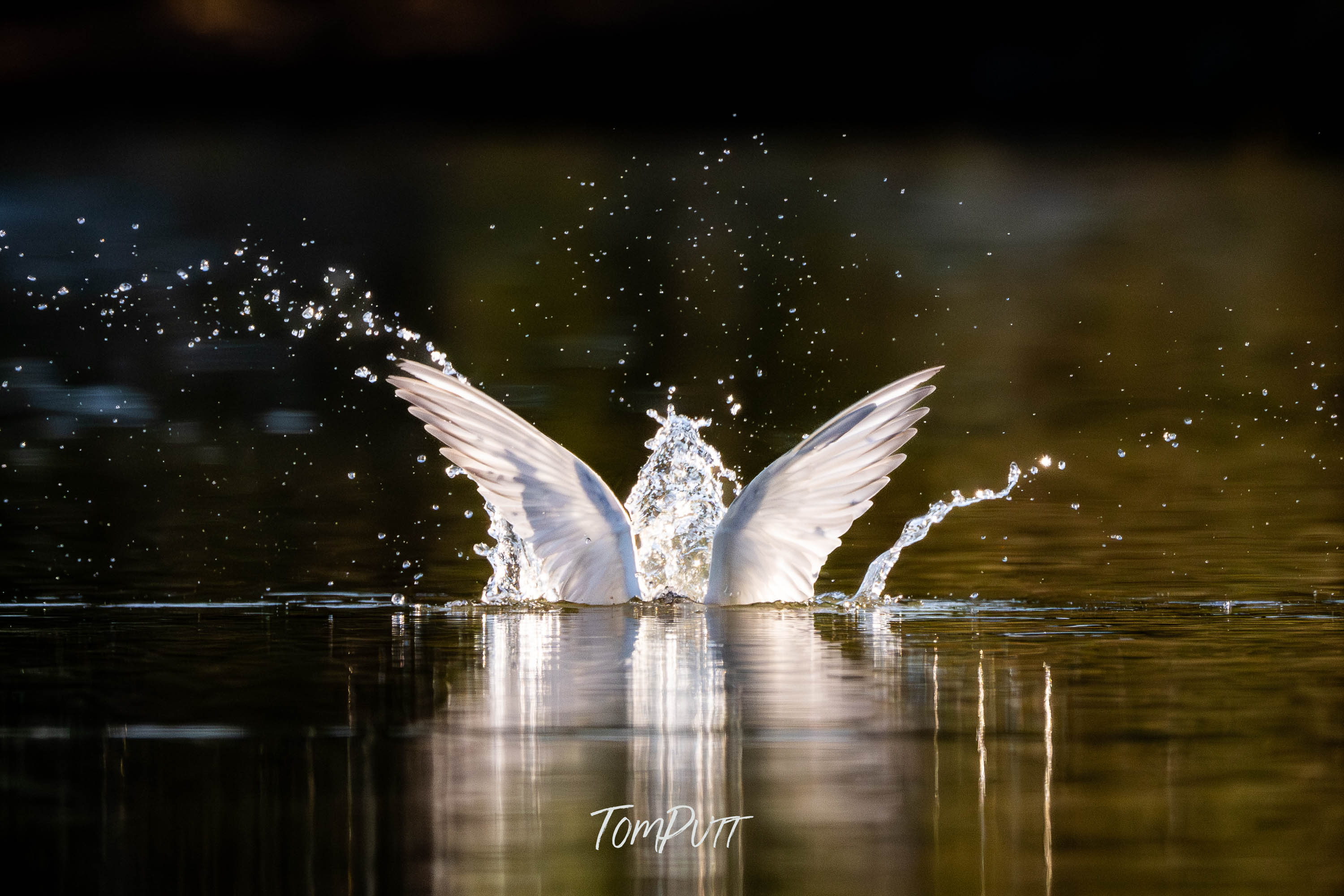 Diving In. Whiskered Tern