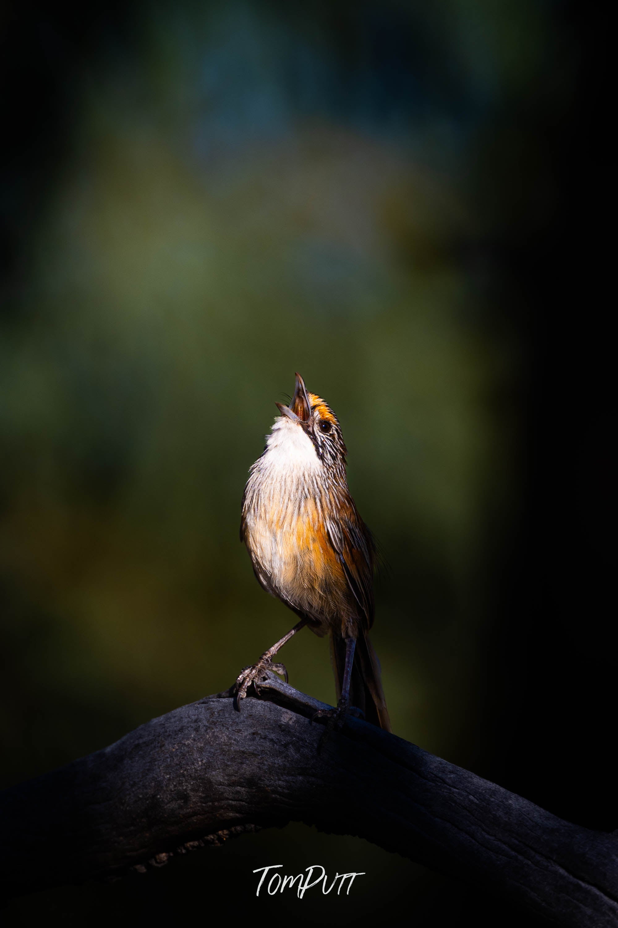 In Full Song. Opalton Grasswren