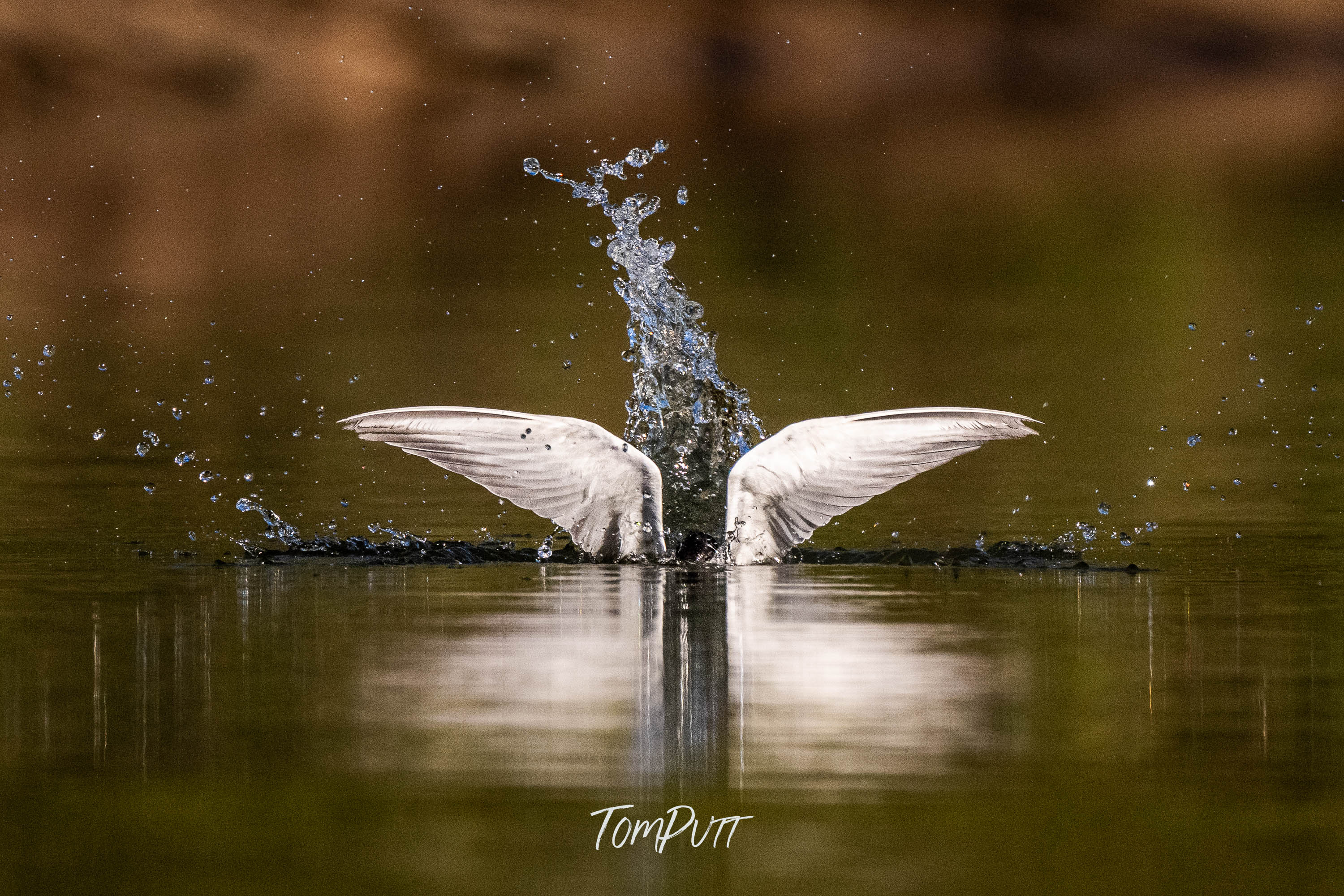Elegant Splash. Whiskered Tern