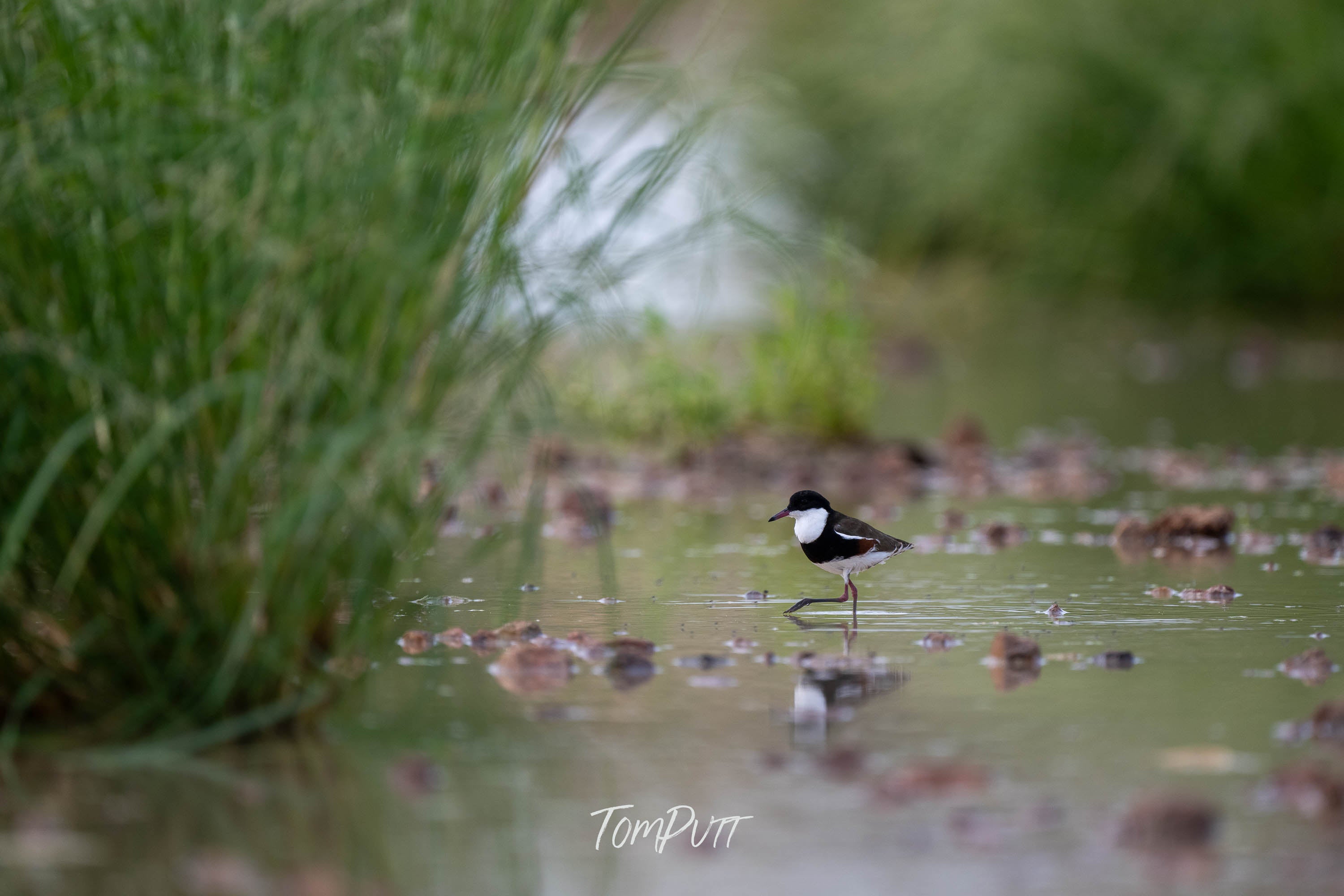 Heading Home. Red-Kneed Dotterel