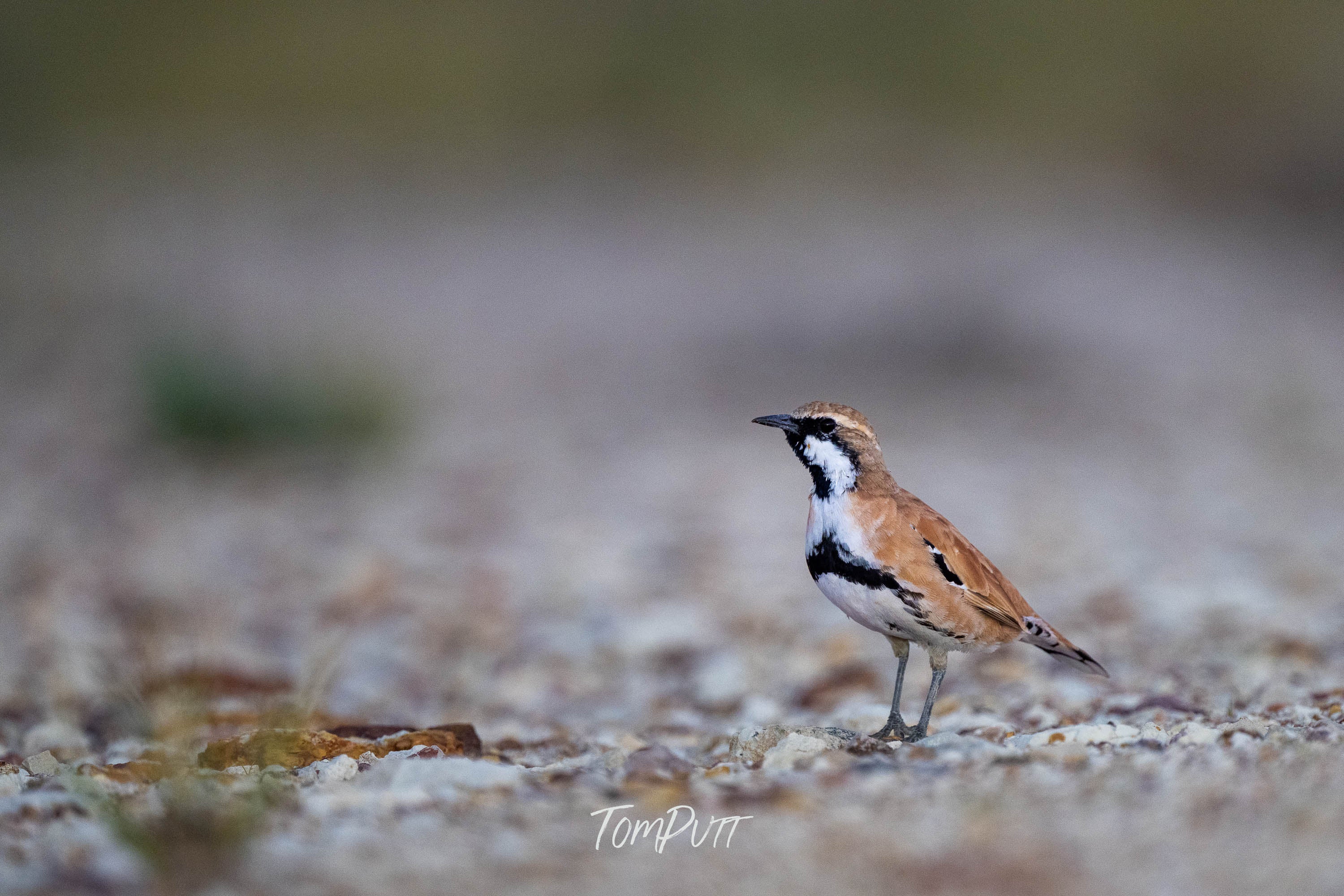 Watching. Cinnamon Quail-Thrush