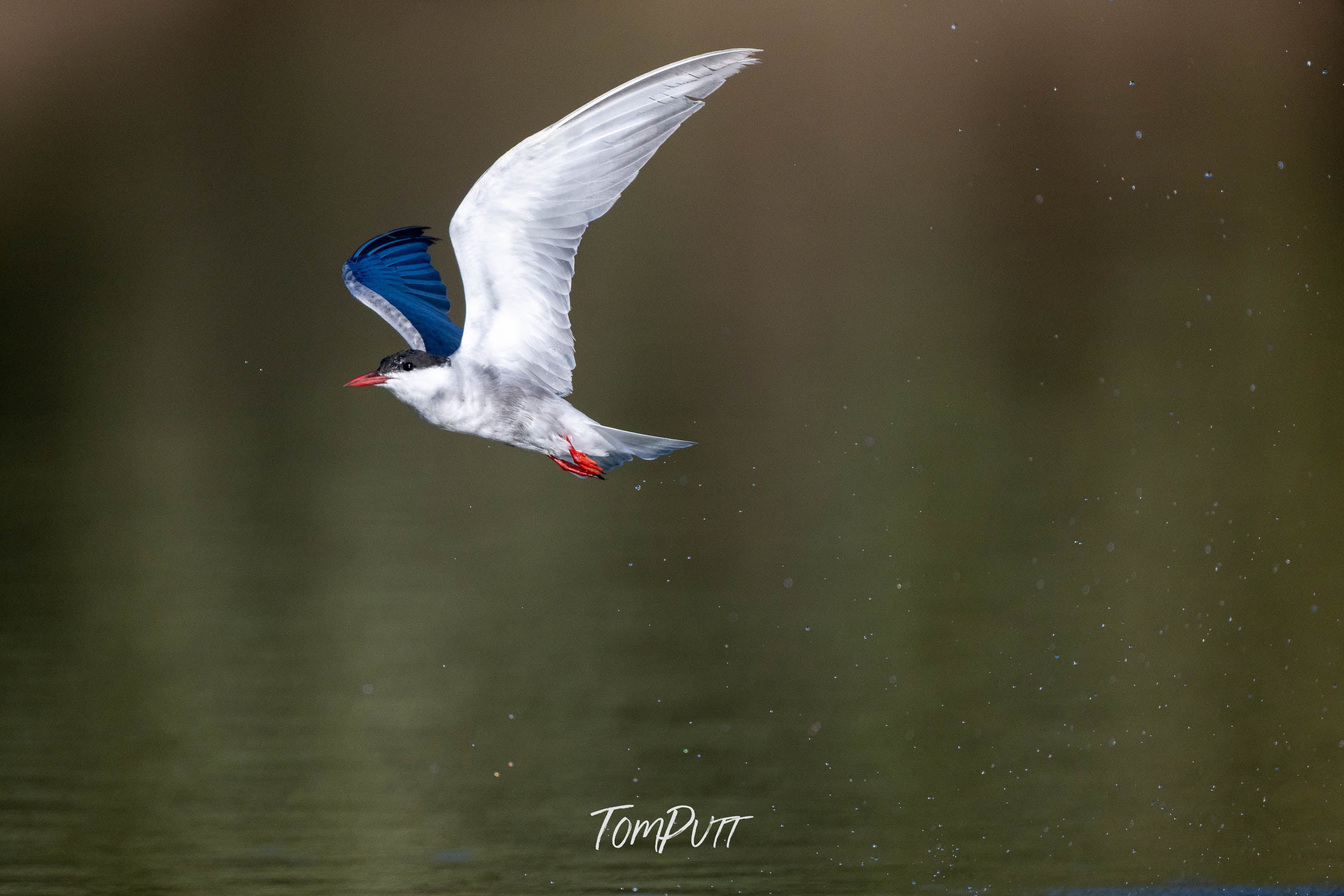 The Joy of Flight. Whiskered Tern