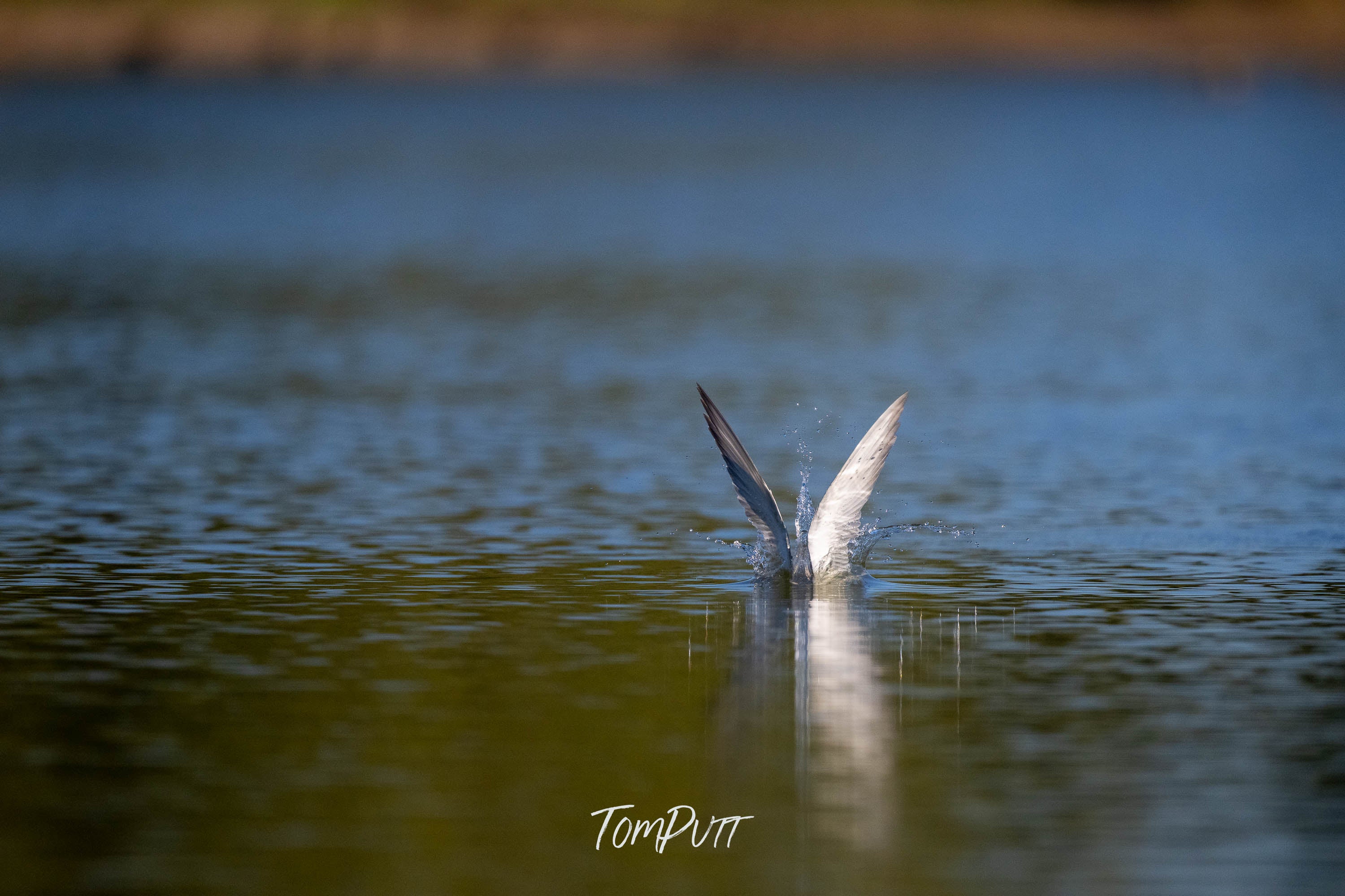 Making a Splash. Whiskered Tern