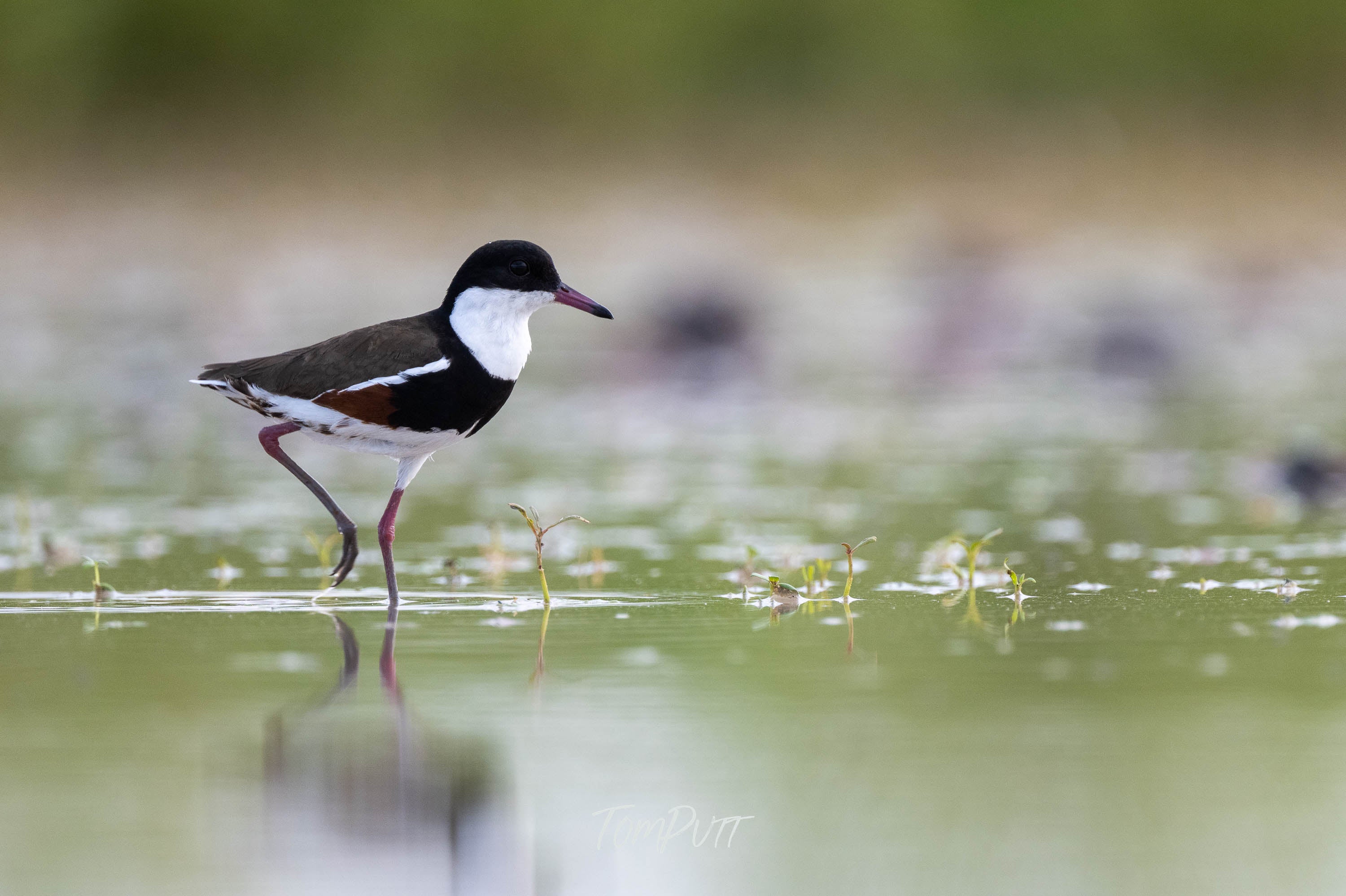 In the Shallows. Red-Kneed Dotterel