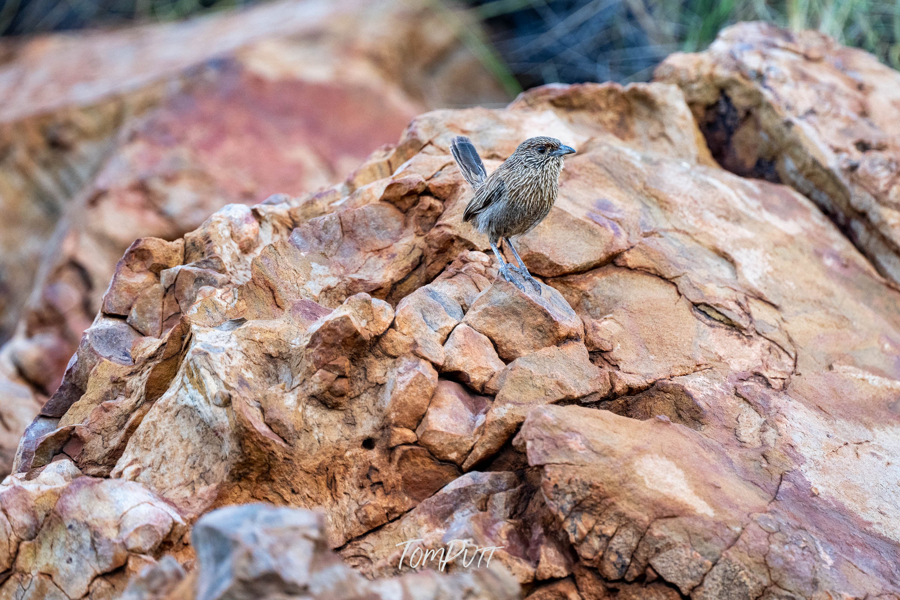 Balanced. Kalkadoon Grasswren