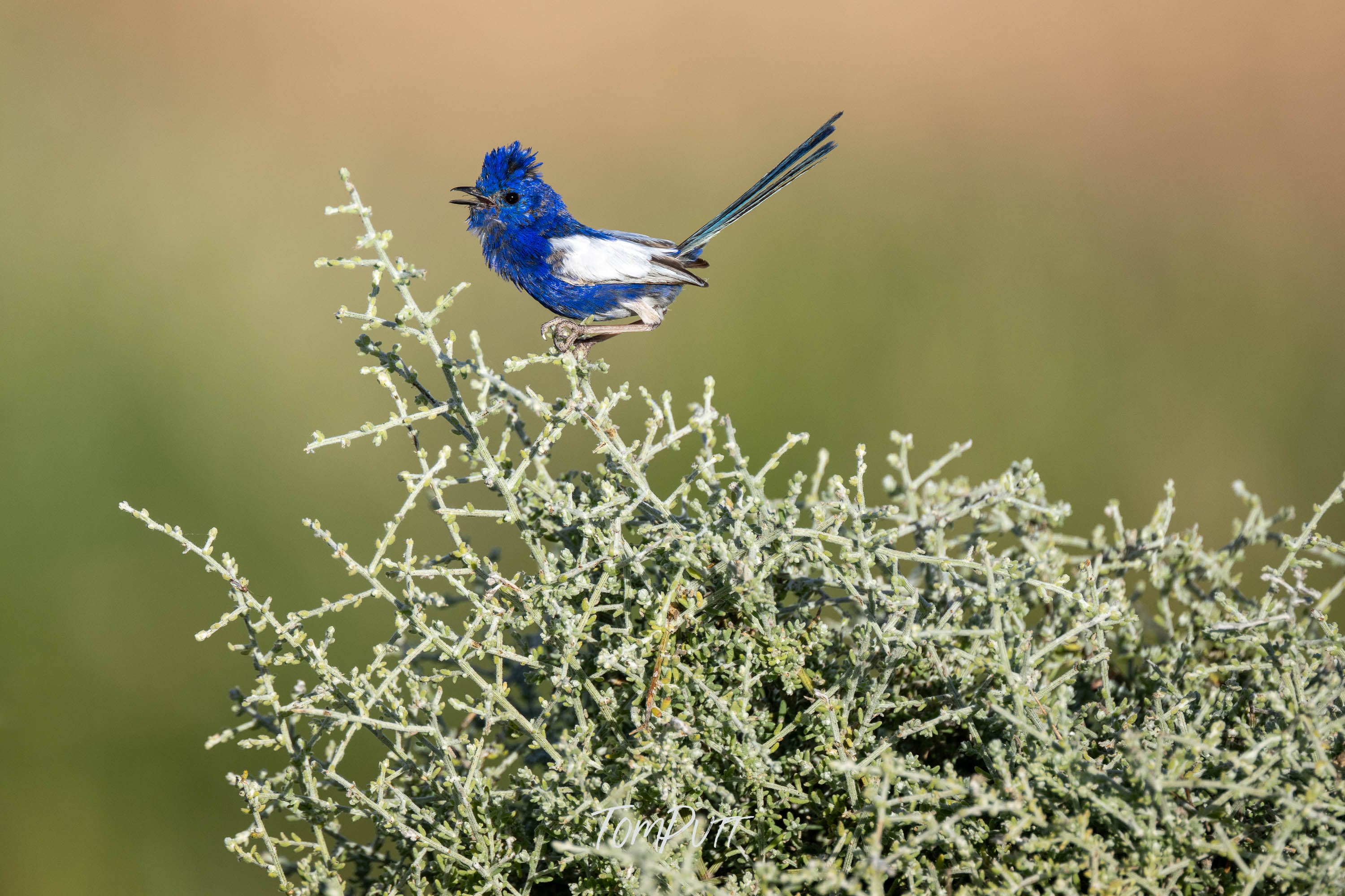 White-Winged Fairy Wren in Song