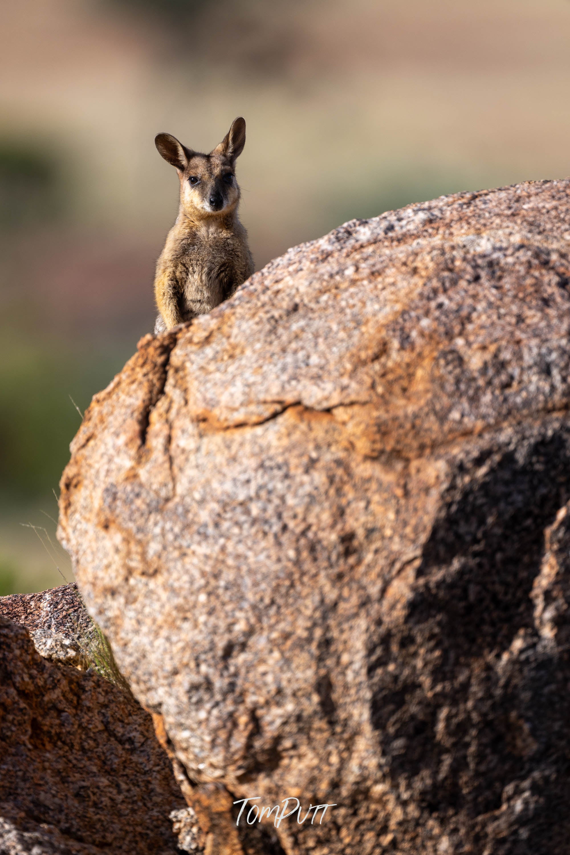 Blend In. Purple-Necked Rock Wallaby
