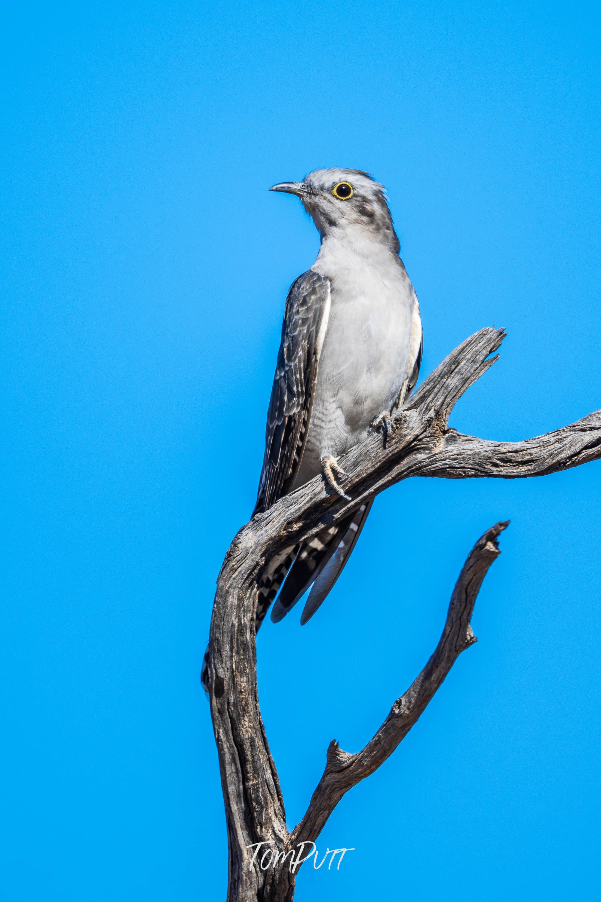 Poise. Pallid Cuckoo
