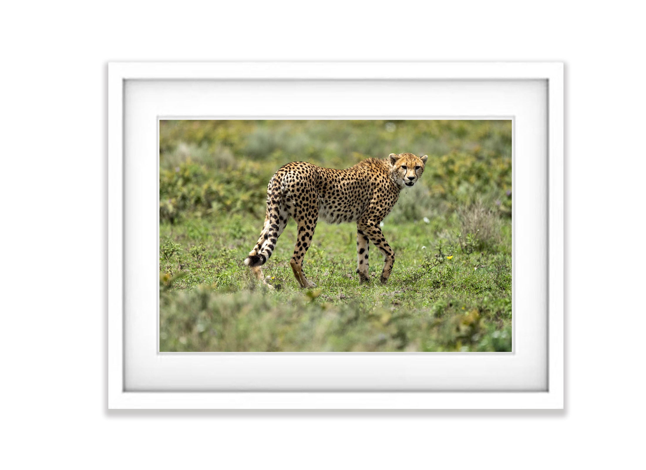 Cheetah on the prowl, Serengeti, Tanzania