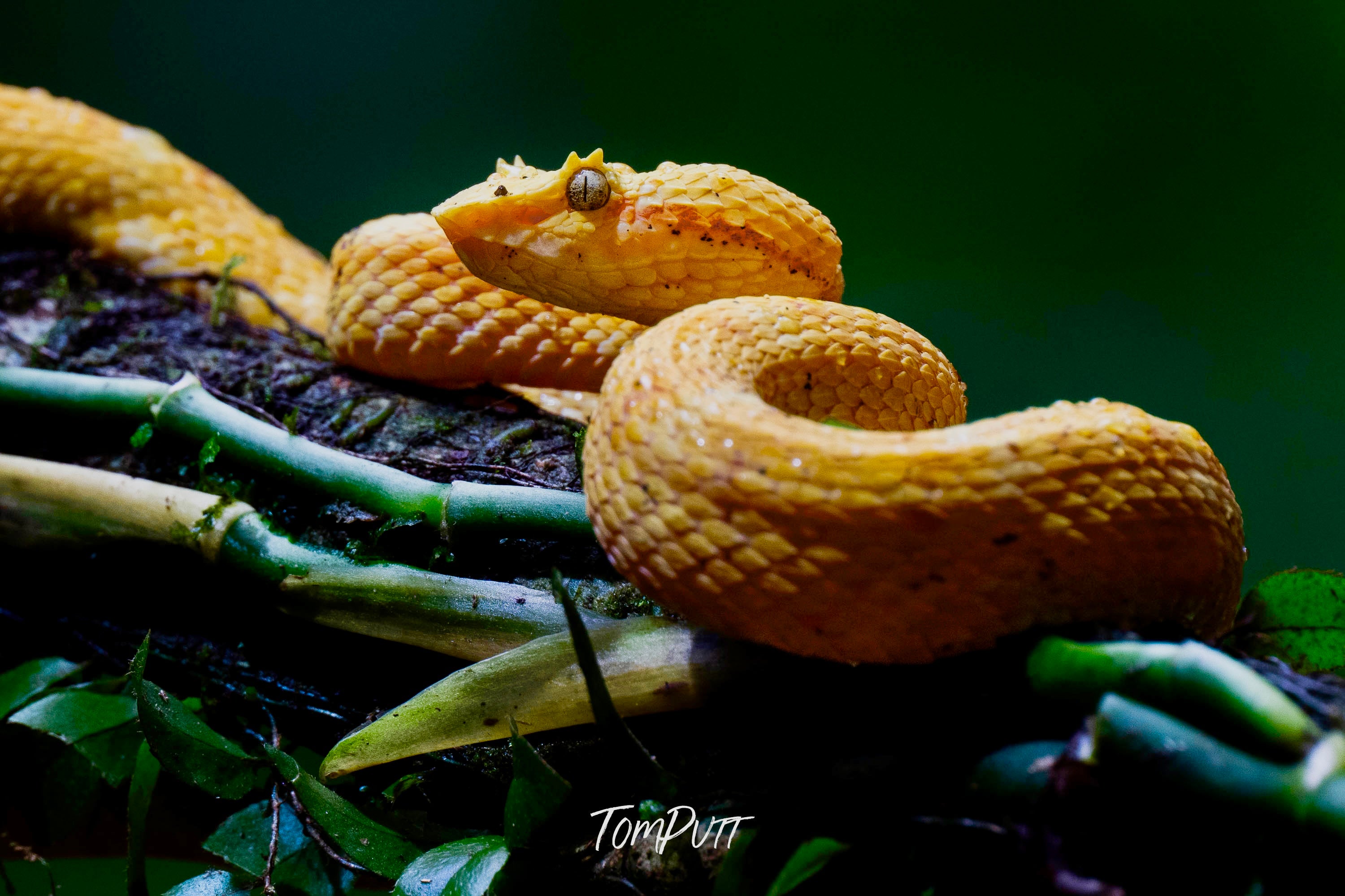 Eyelash Viper, Costa Rica