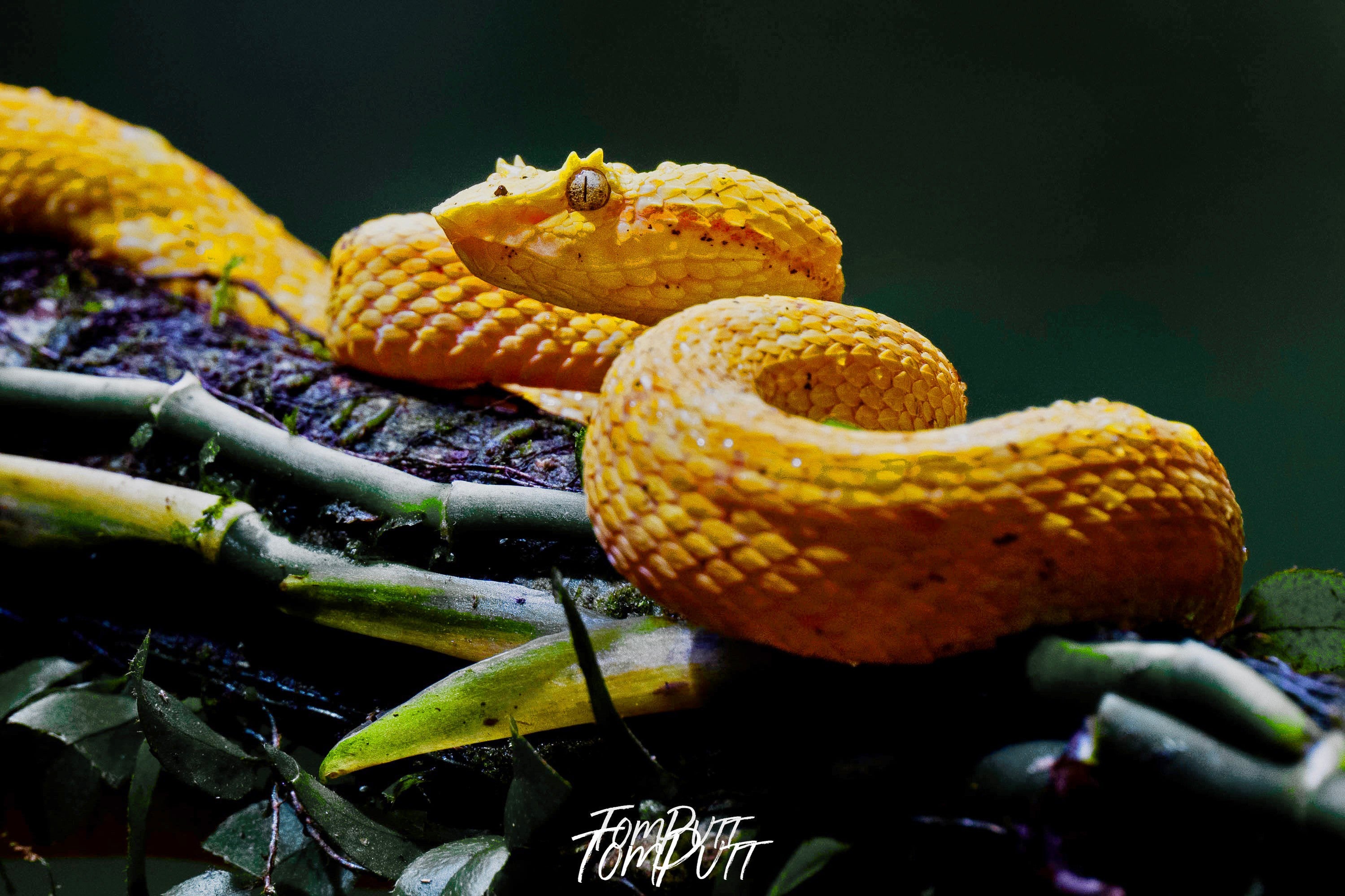 Eyelash Viper #2, Costa Rica