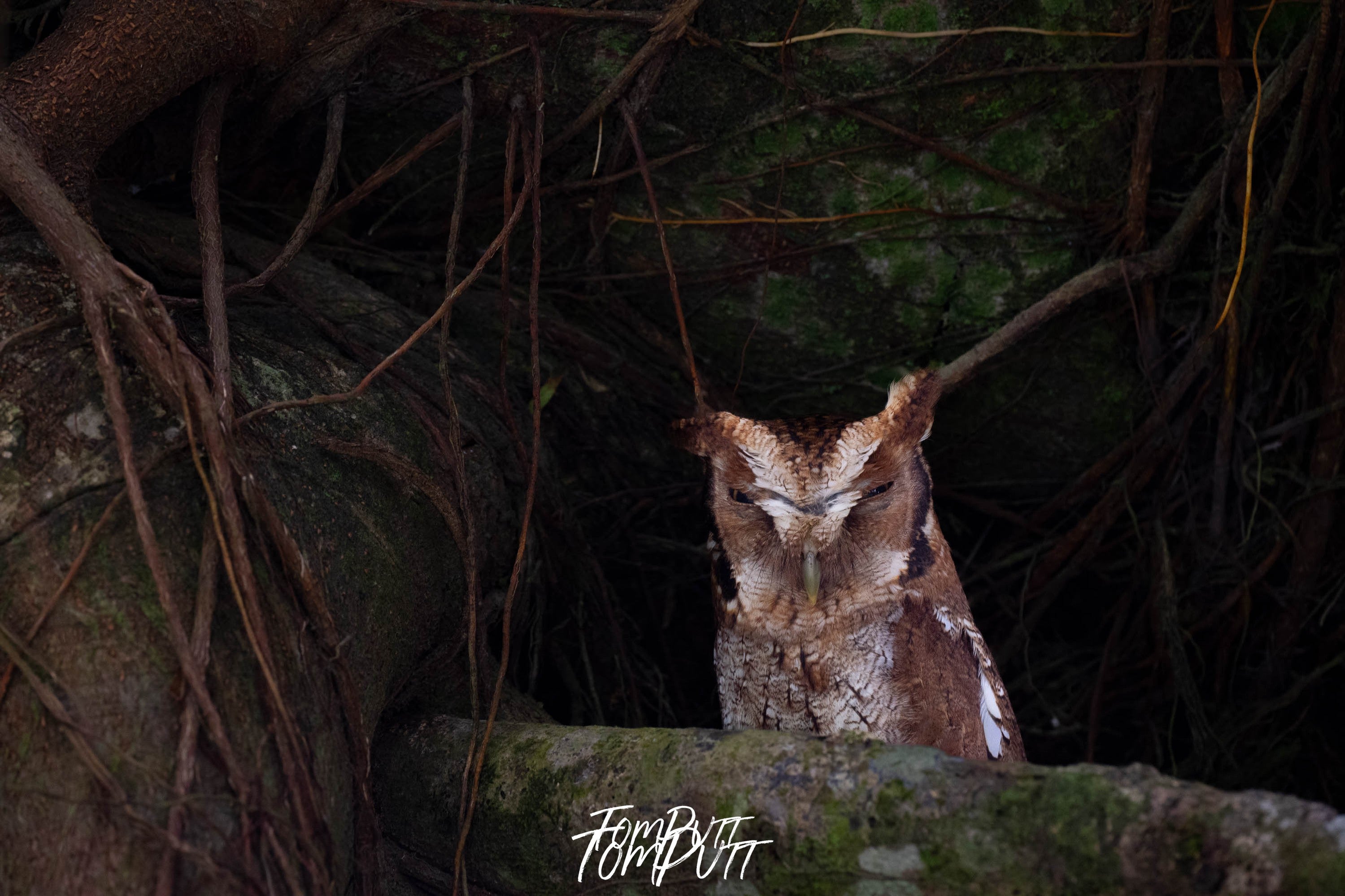 Tropical Screech-owl, Costa Rica