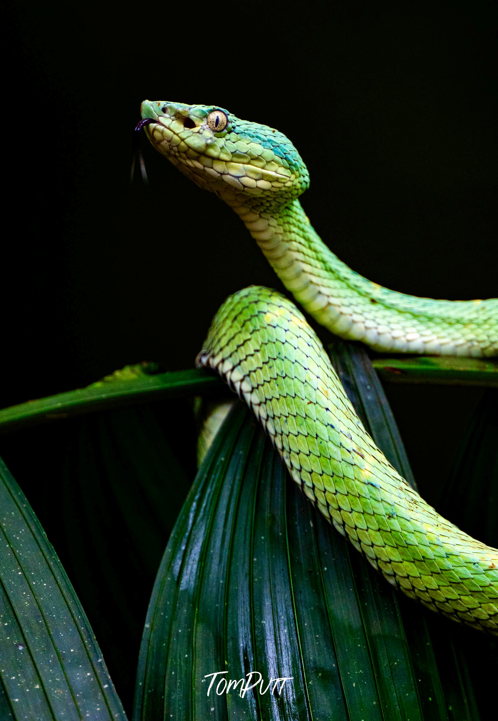 Side-striped Palm Pit Viper, Costa Rica