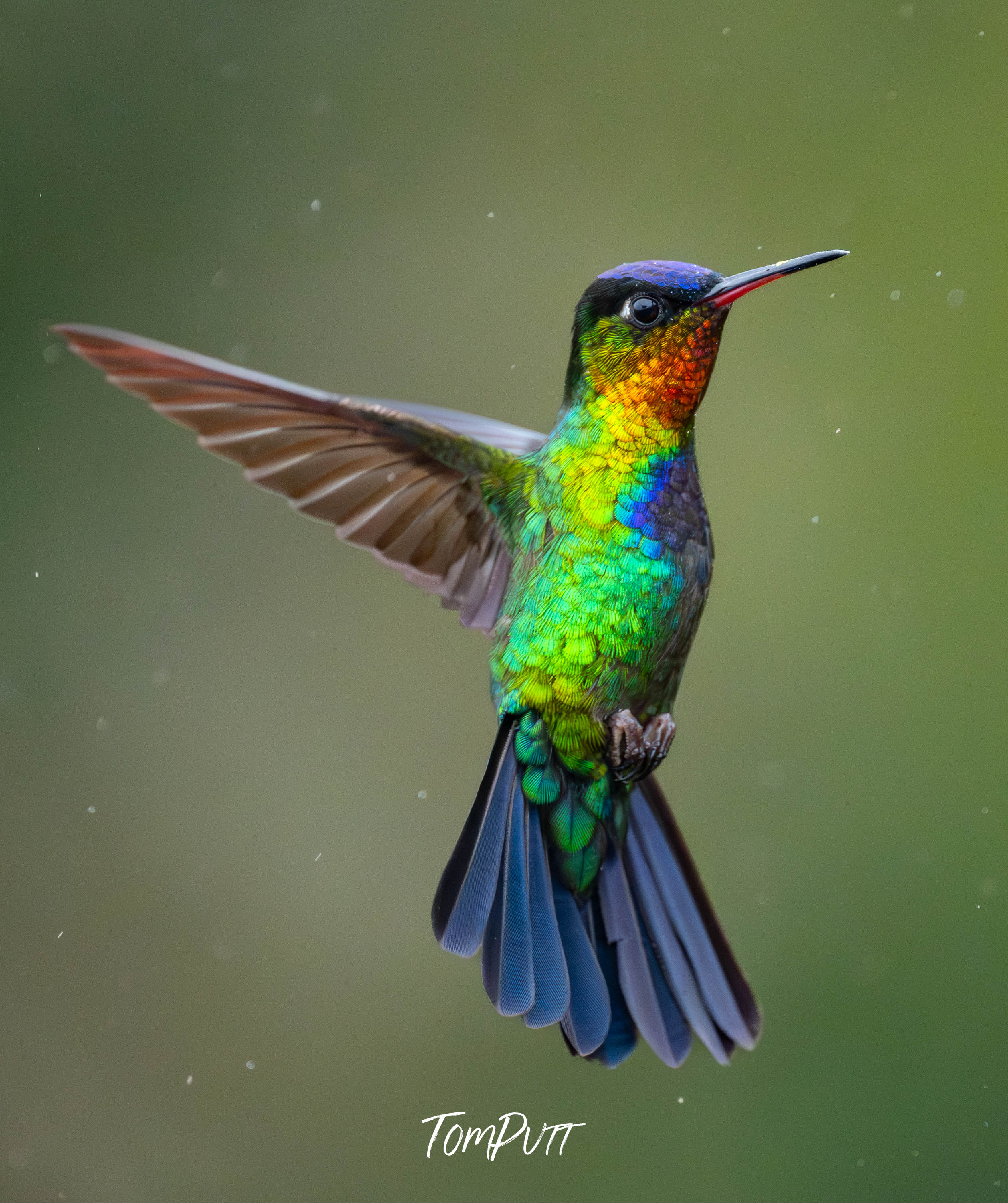 Fiery-throated Hummingbird, Costa Rica