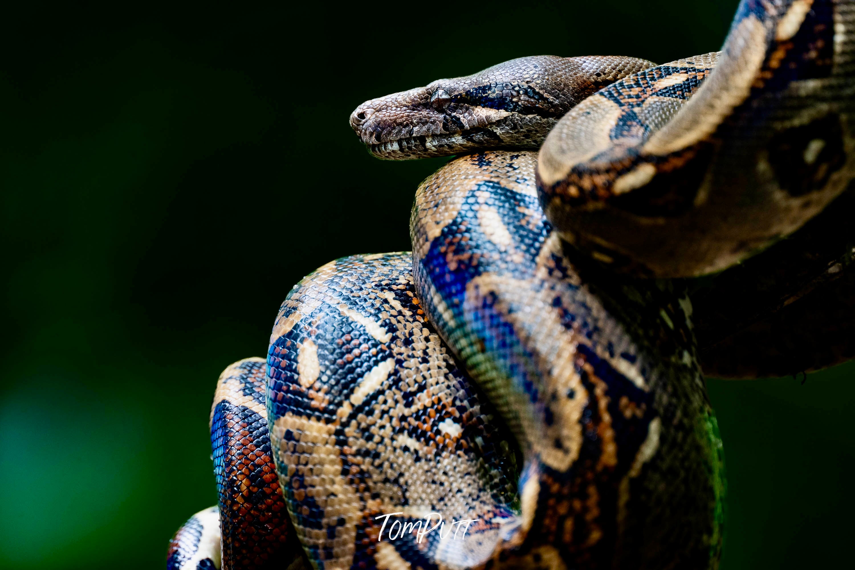 Boa Constrictor, Costa Rica