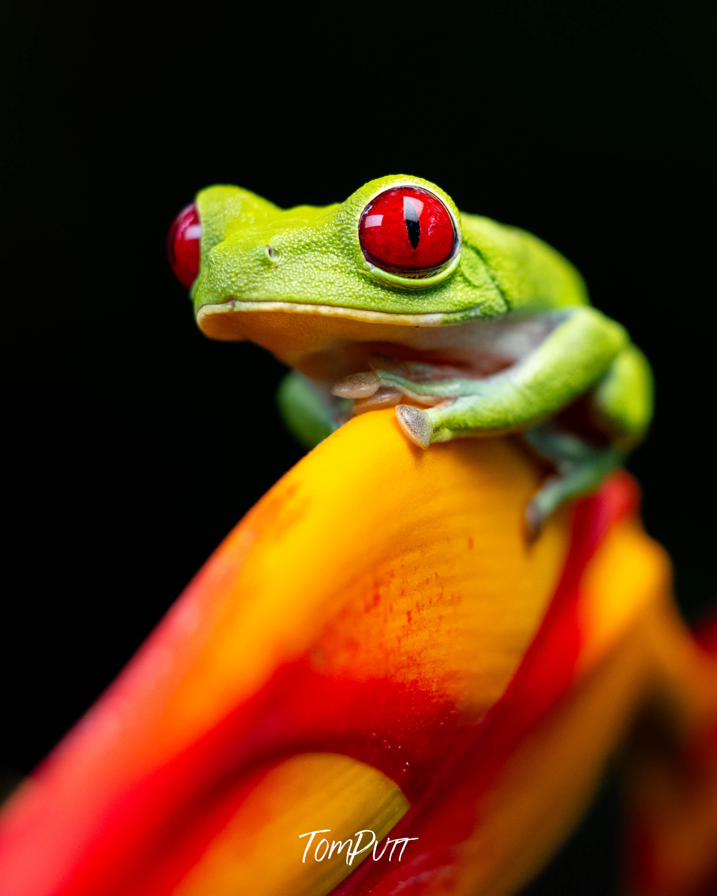 Red-eyed Tree Frog, Costa Rica