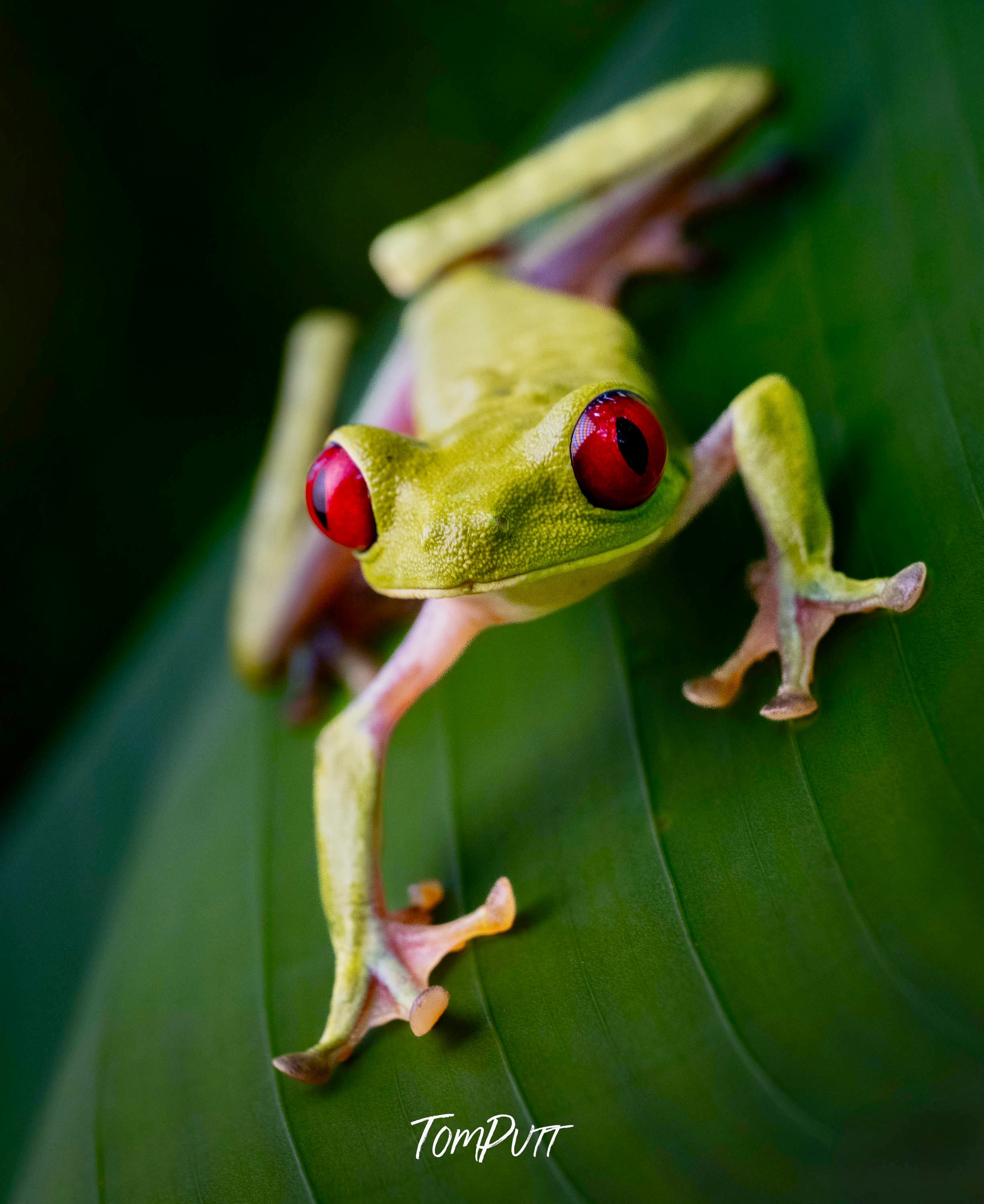 Red-eyed Tree Frog #2, Costa Rica