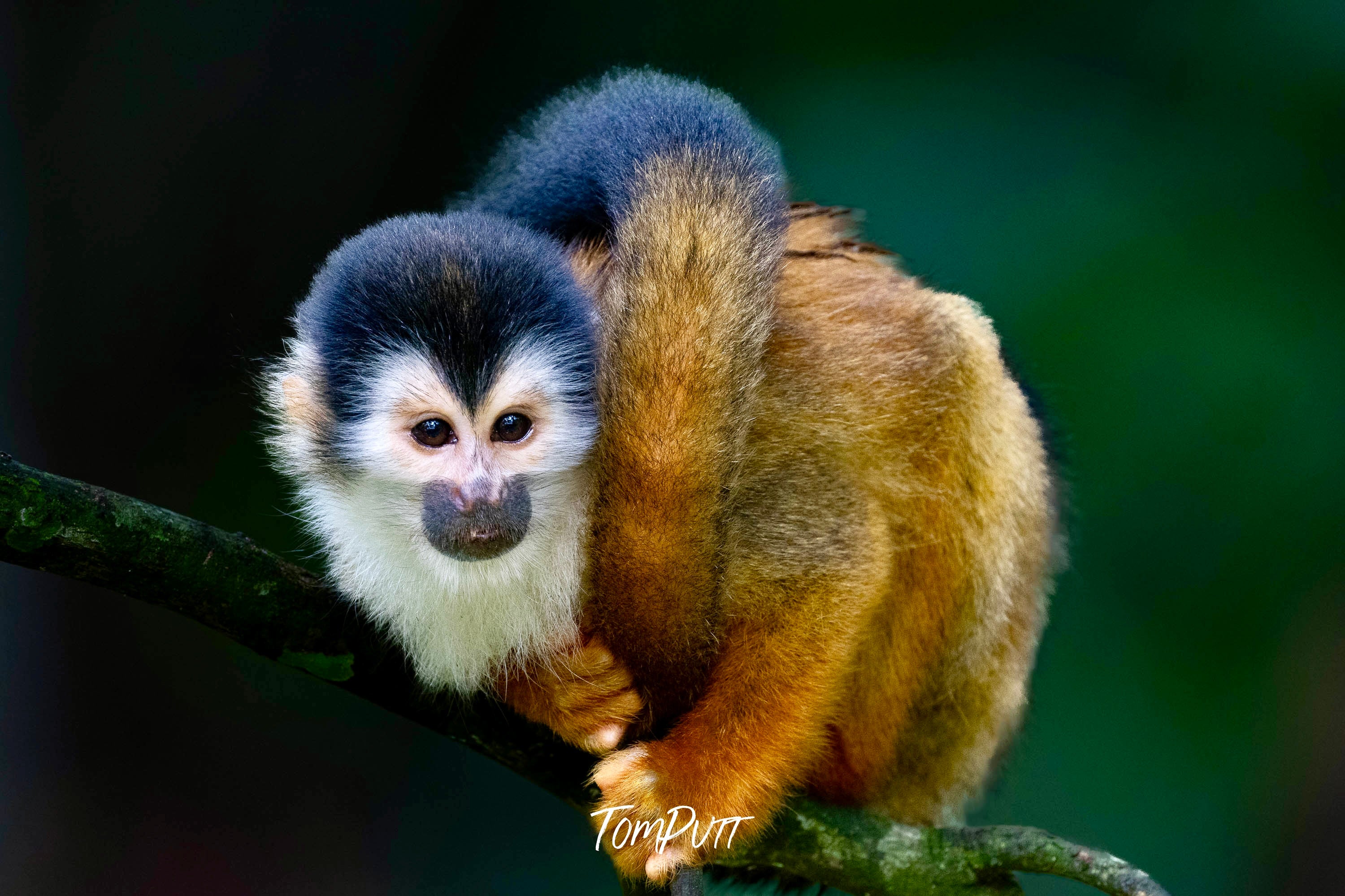 Squirrel Monkey #3, Costa Rica