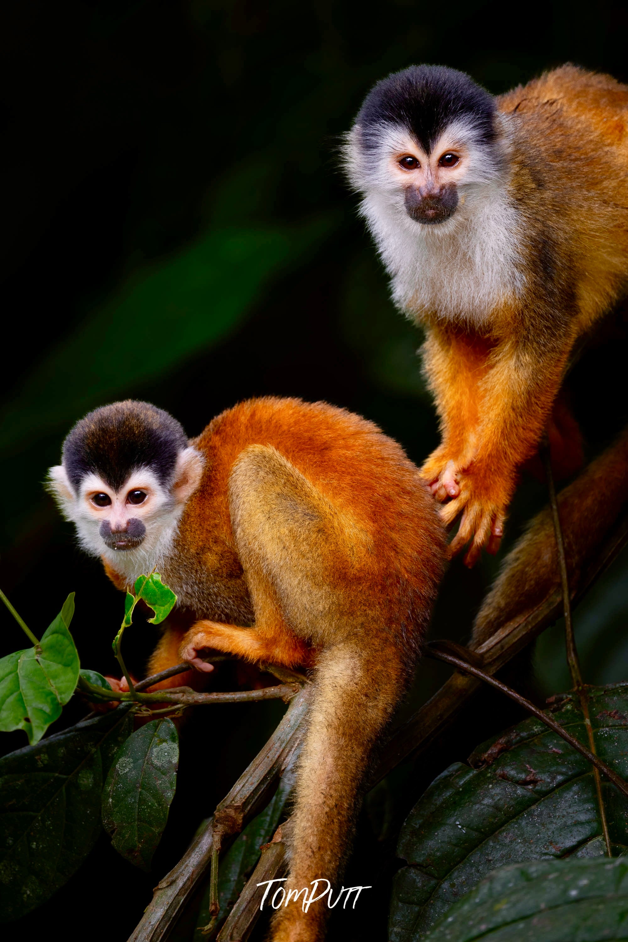 Squirrel Monkey #2, Costa Rica