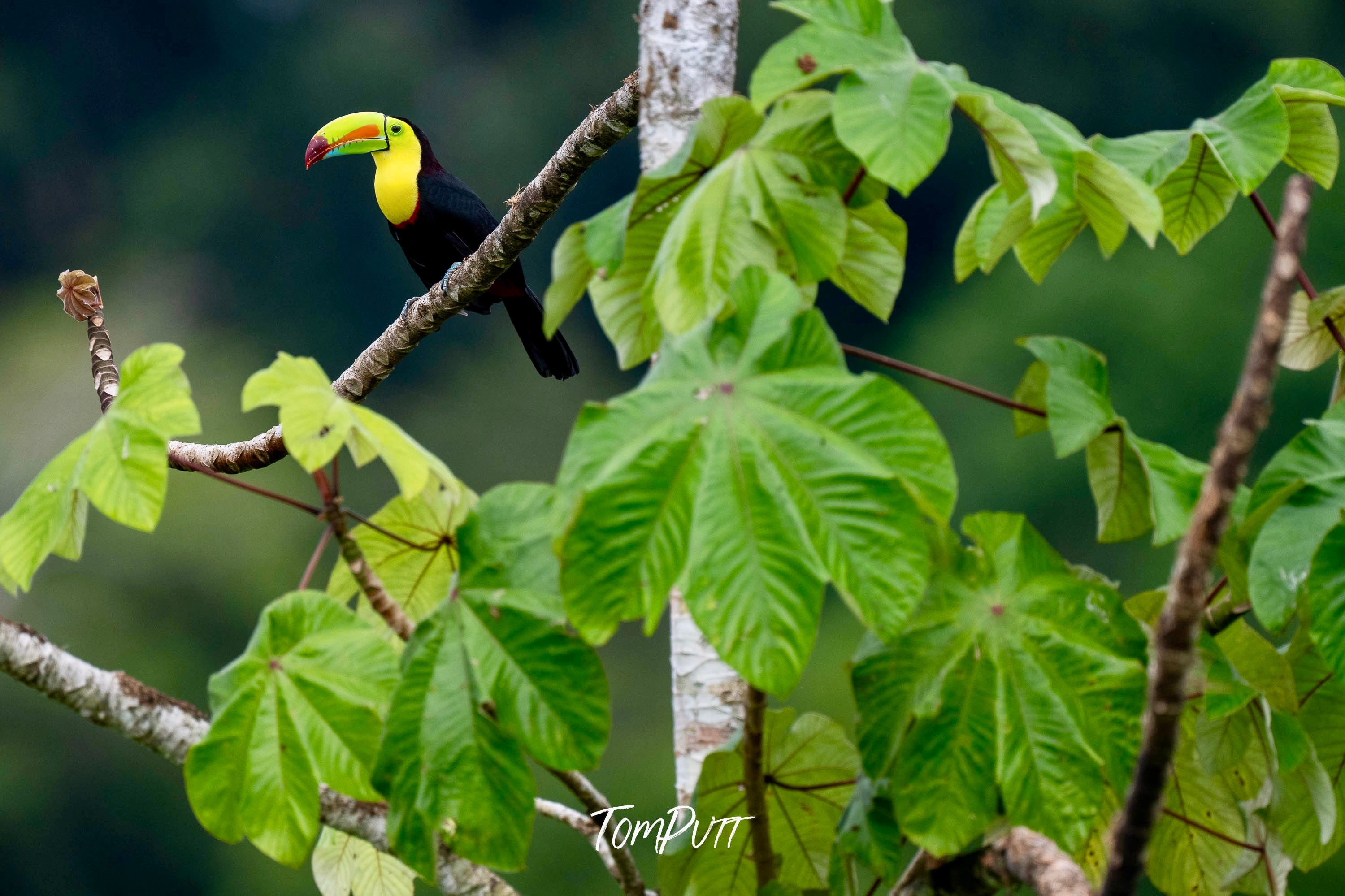 Keel-billed Toucan, Costa Rica