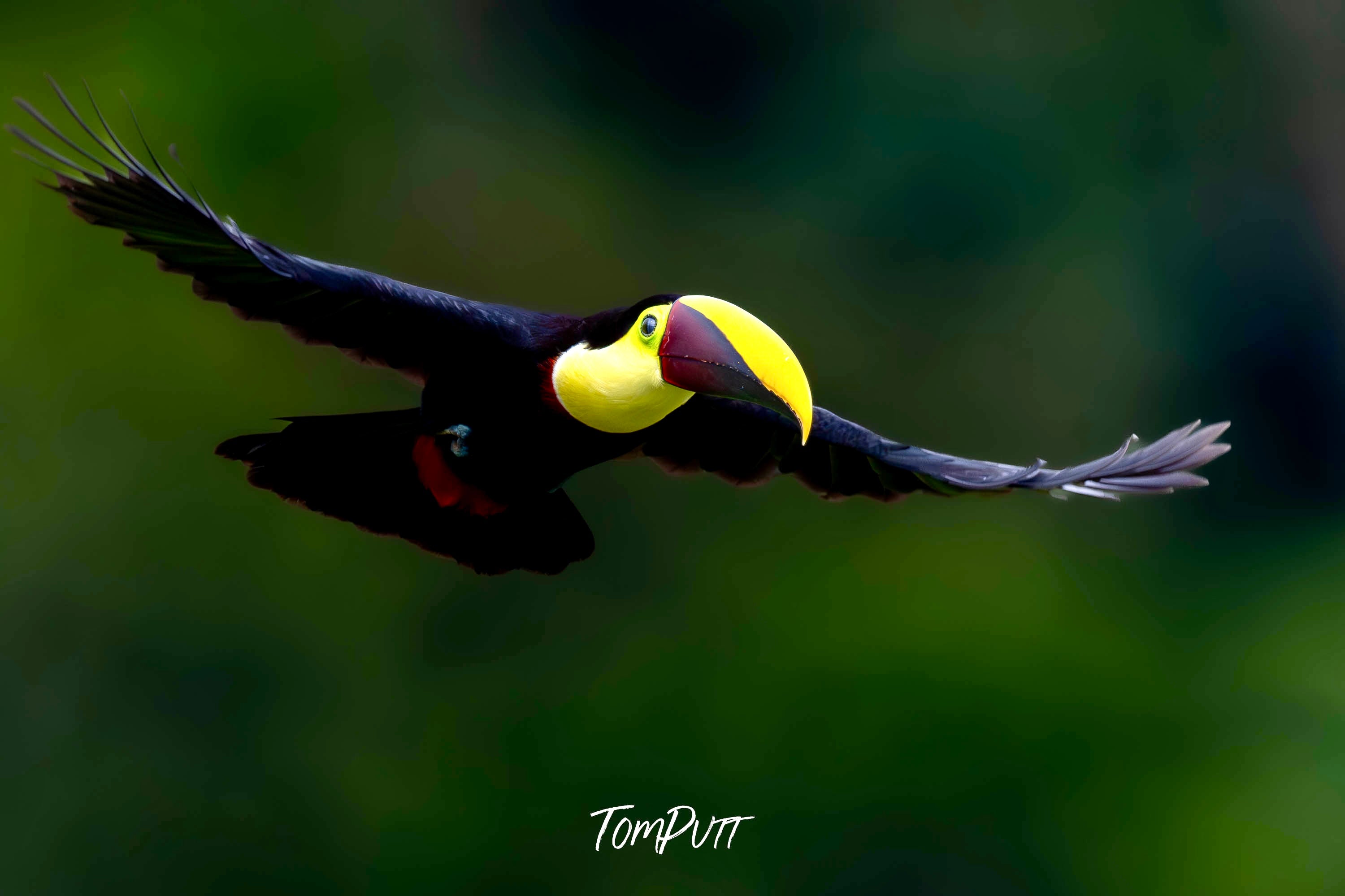 Yellow-throated Toucan in flight, Costa Rica