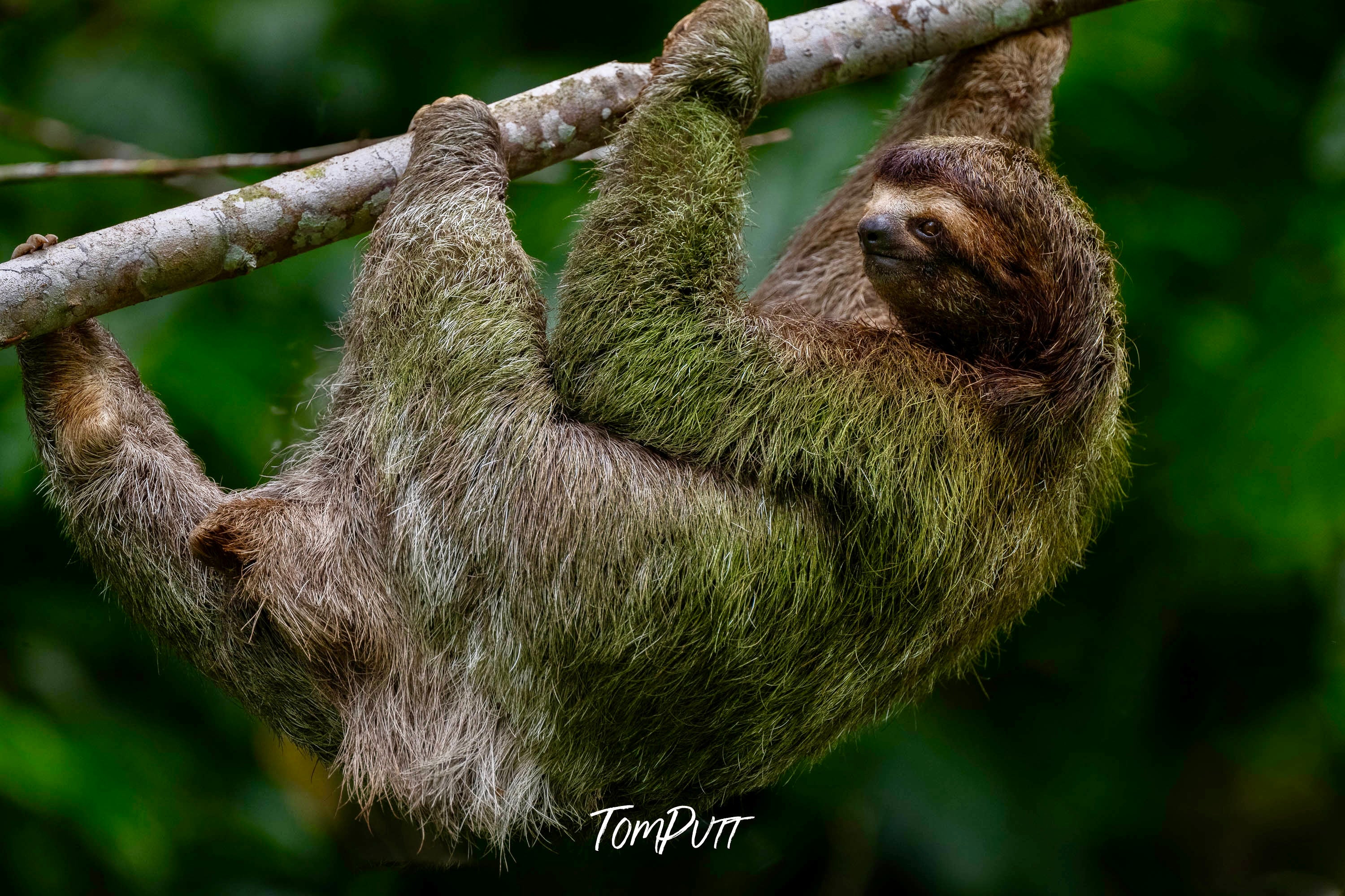 Three-toed Sloth, Costa Rica