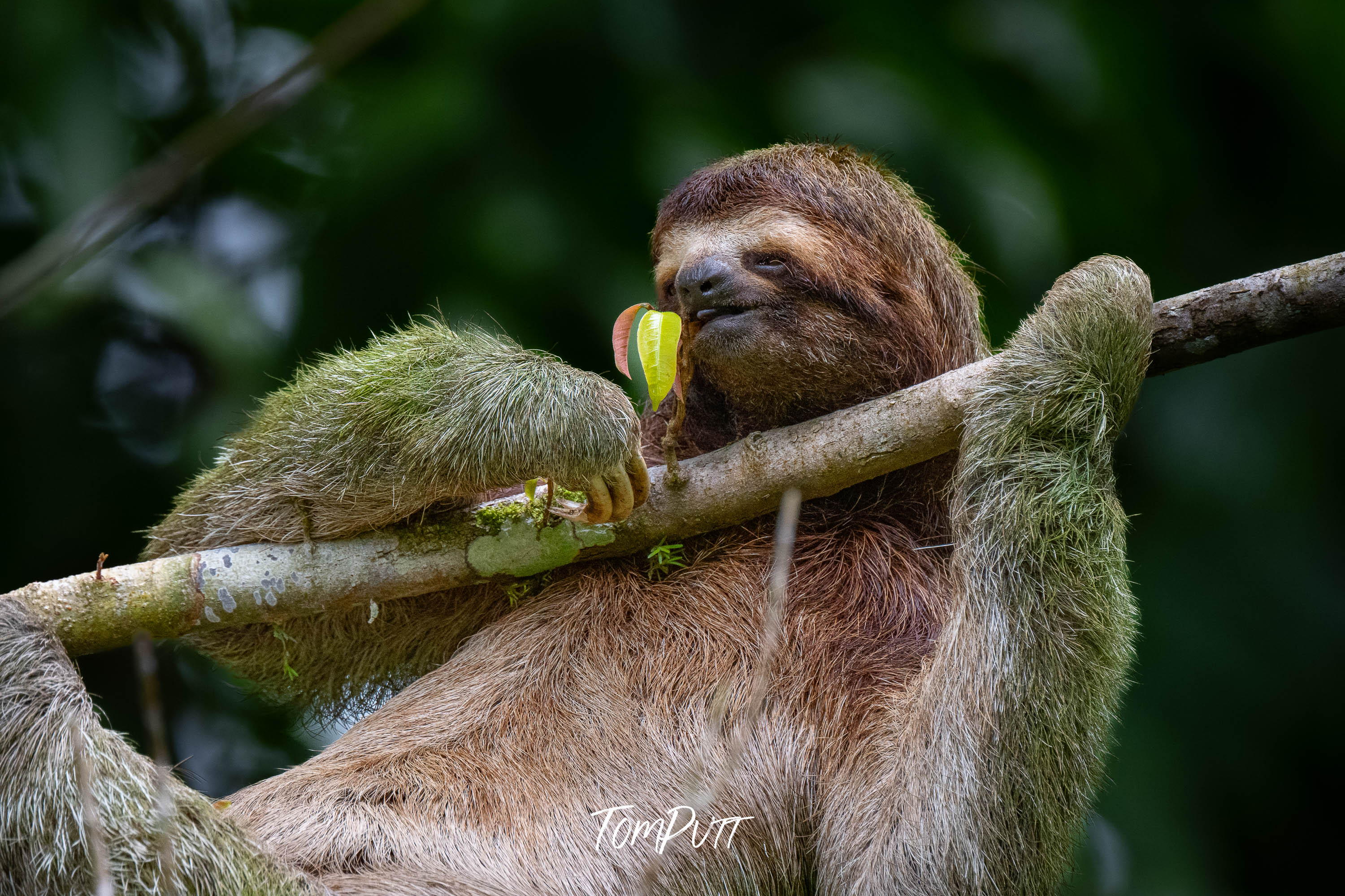 Three-toed Sloth #2, Costa Rica