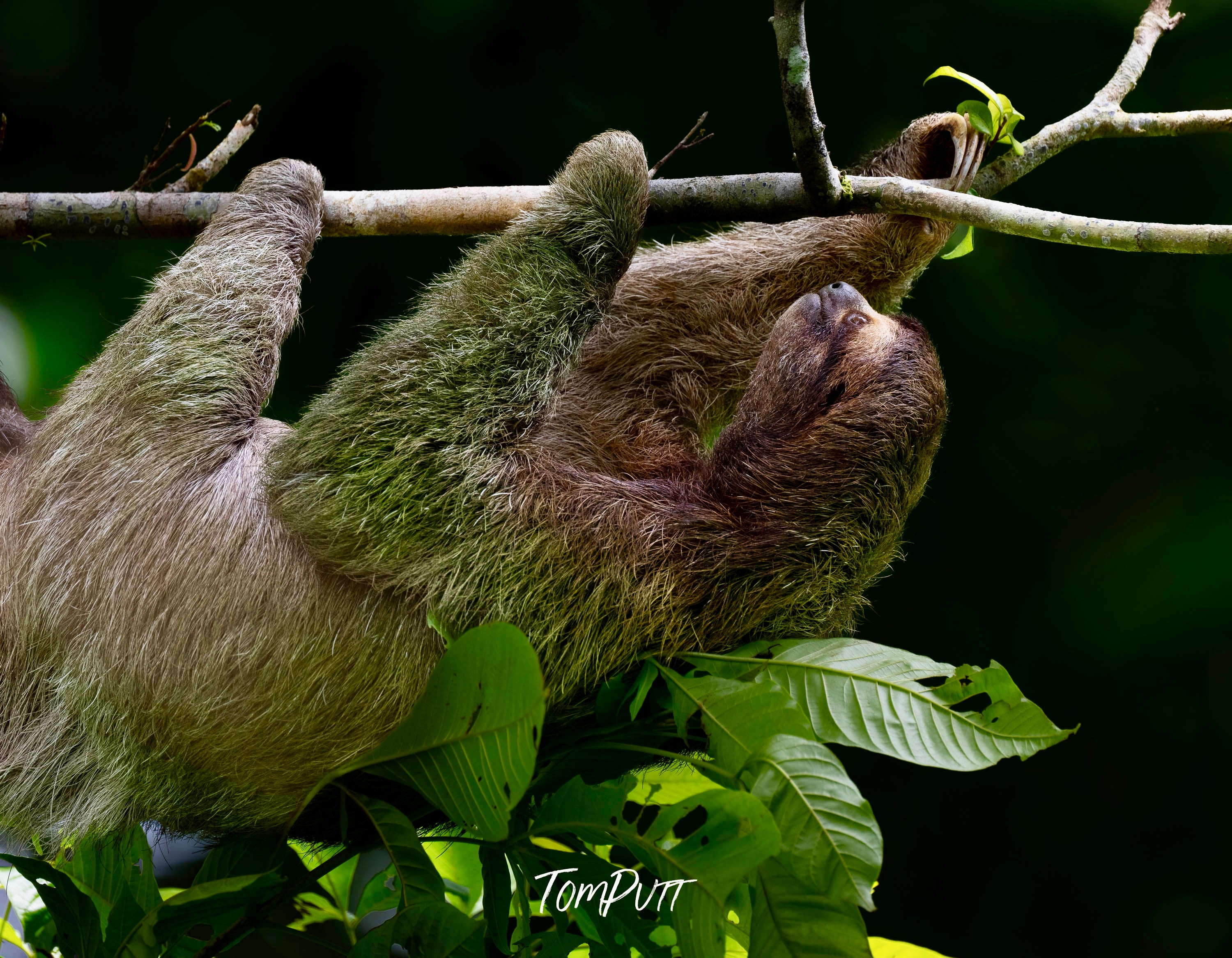 Three-toed Sloth #3, Costa Rica