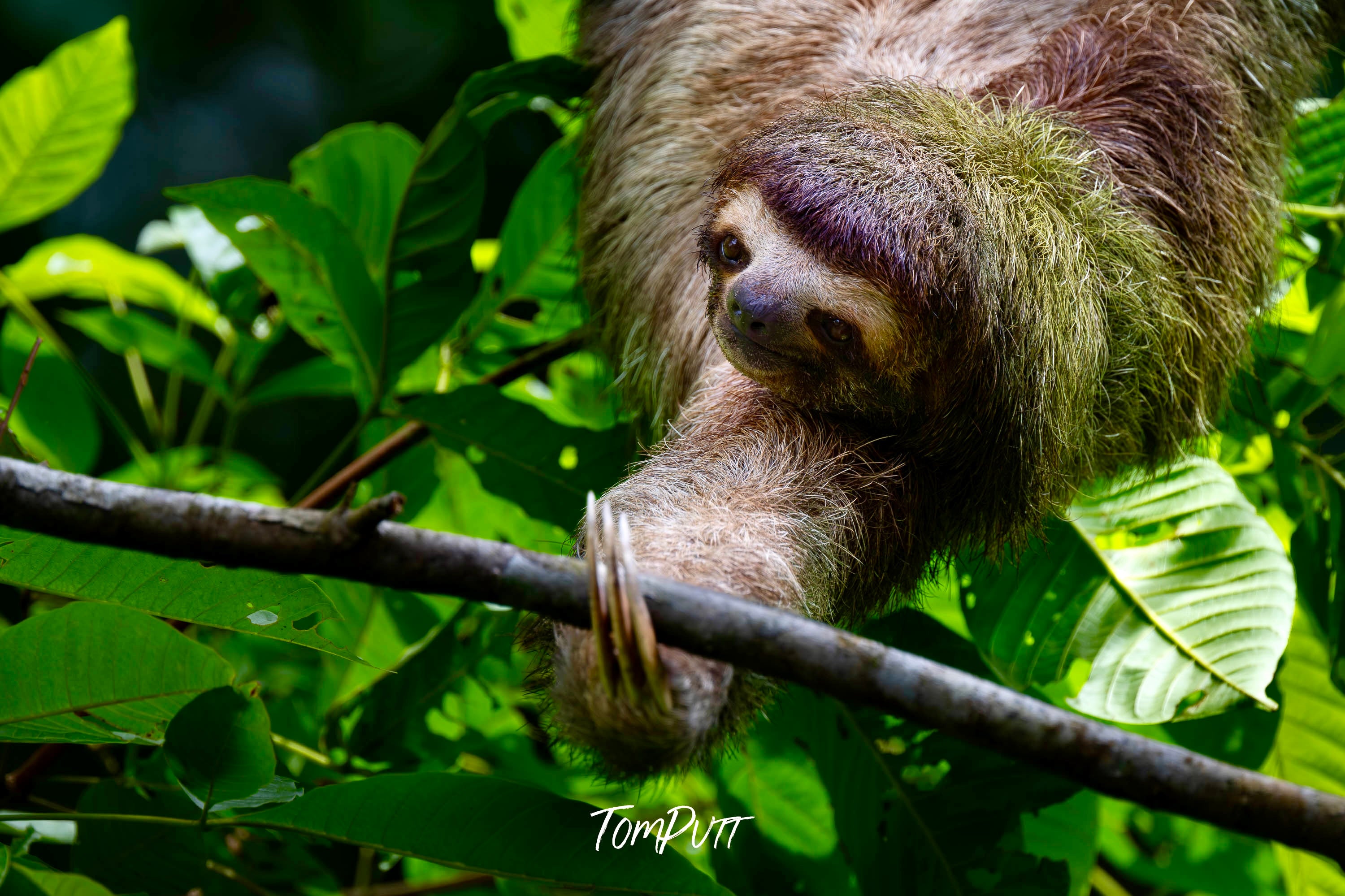 Three-toed Sloth #4, Costa Rica